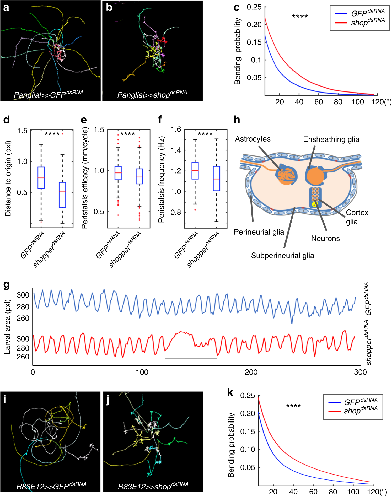 the sulfite oxidase shopper controls neuronal activity by regulating