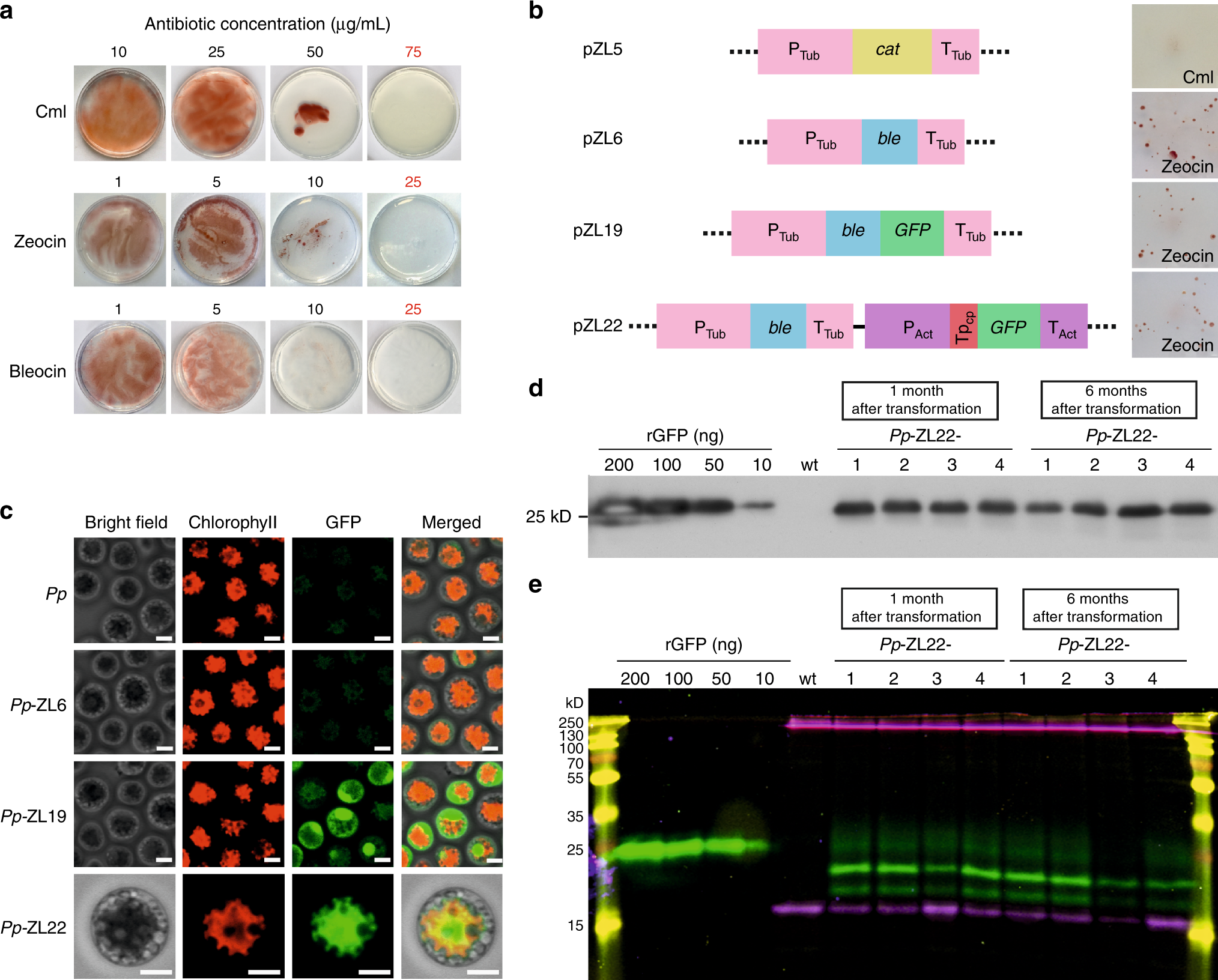 Replication of bacterial plasmids in the nucleus of the red alga  Porphyridium purpureum | Nature Communications