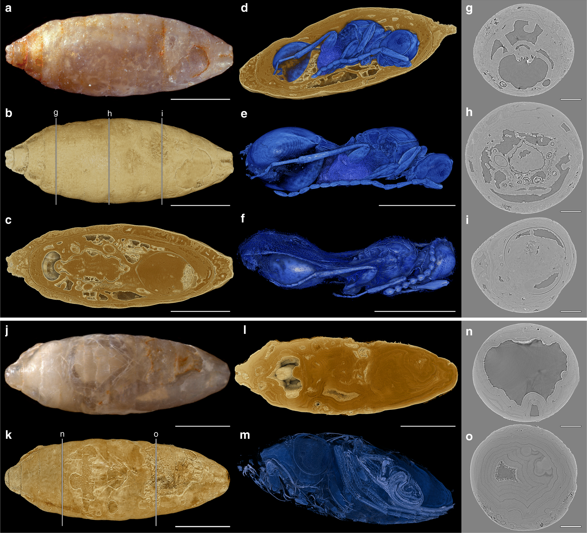 Evidence for a parasitic lifestyle in extinct species tends to be indirect....