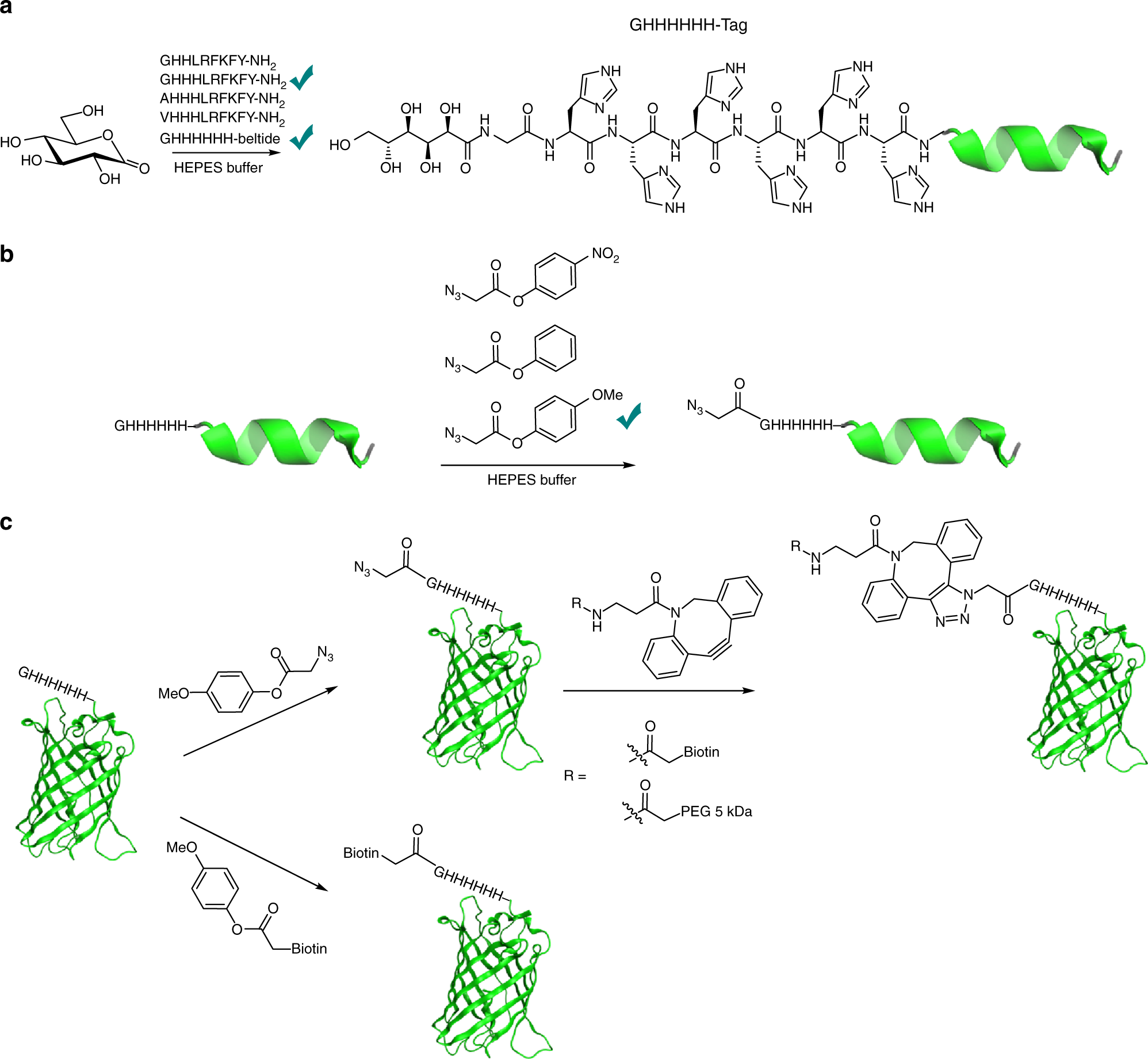 Selective N-terminal acylation of peptides and proteins with a Gly-His tag  sequence | Nature Communications