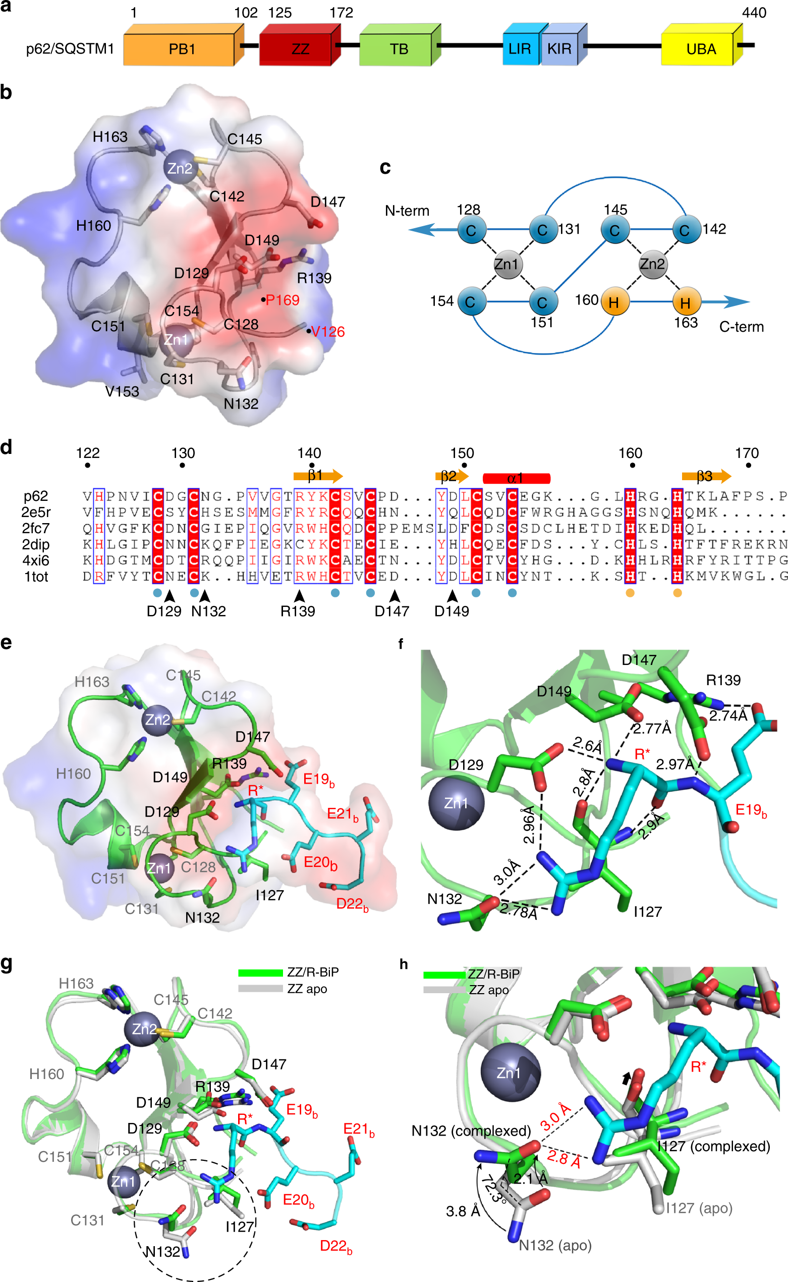 Insights Into Degradation Mechanism Of N End Rule Substrates By P62 Sqstm1 Autophagy Adapter Nature Communications Insights Into Degradation Mechanism Of N End Rule Substrates By P62 Sqstm1 Autophagy Adapter Nature Communications