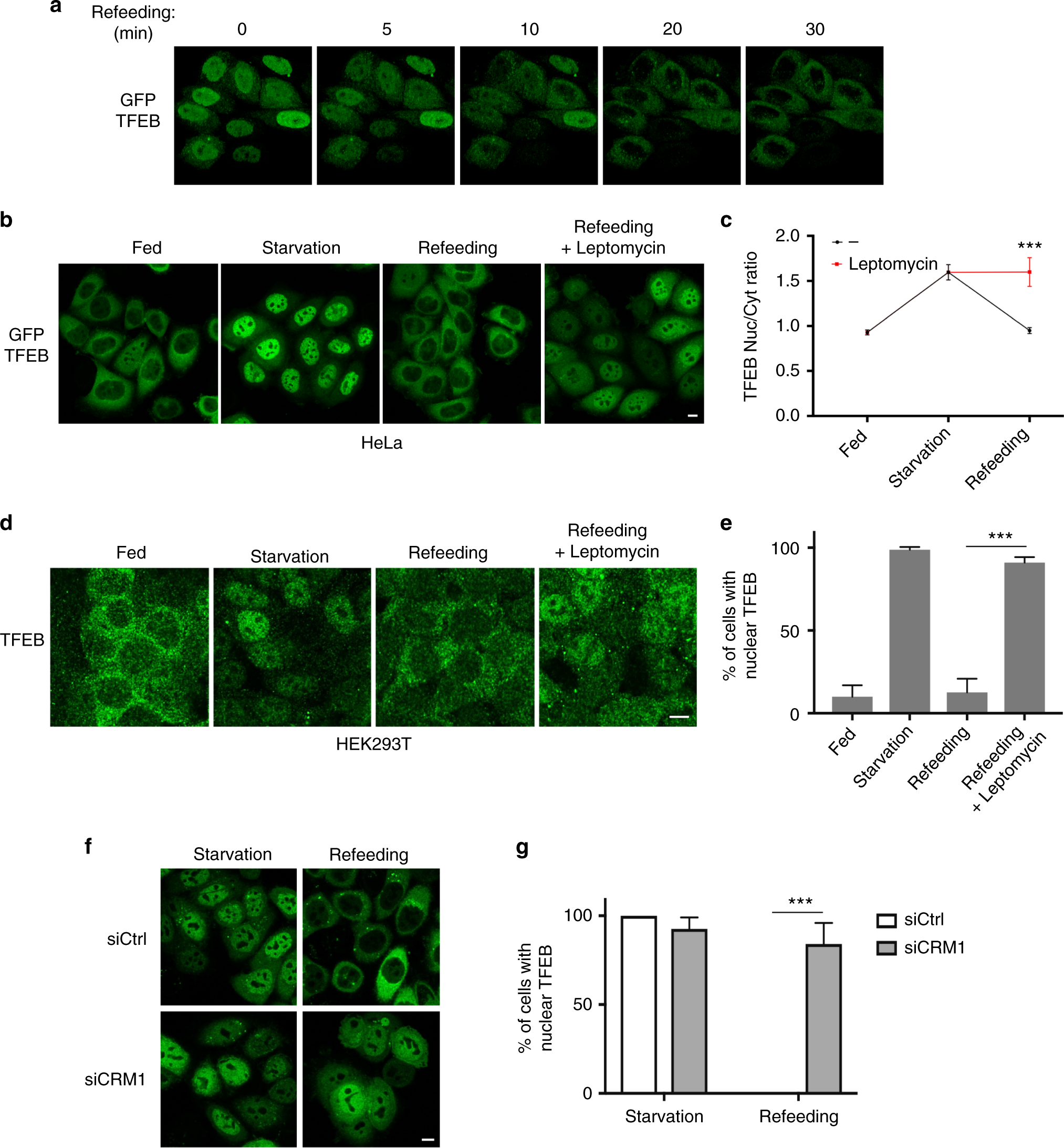 Mtor Dependent Phosphorylation Controls Tfeb Nuclear Export