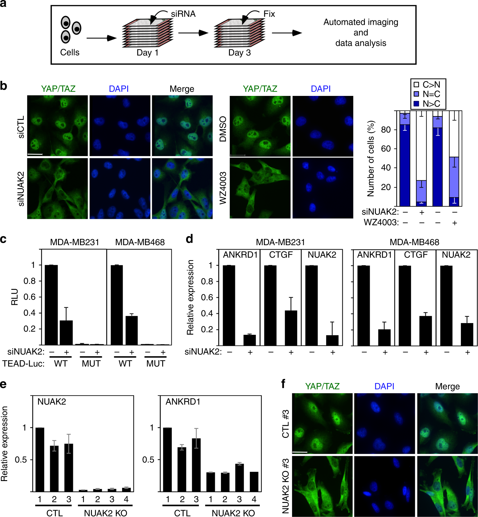 A Feed Forward Loop Enforces YAP TAZ Signaling During Tumorigenesis