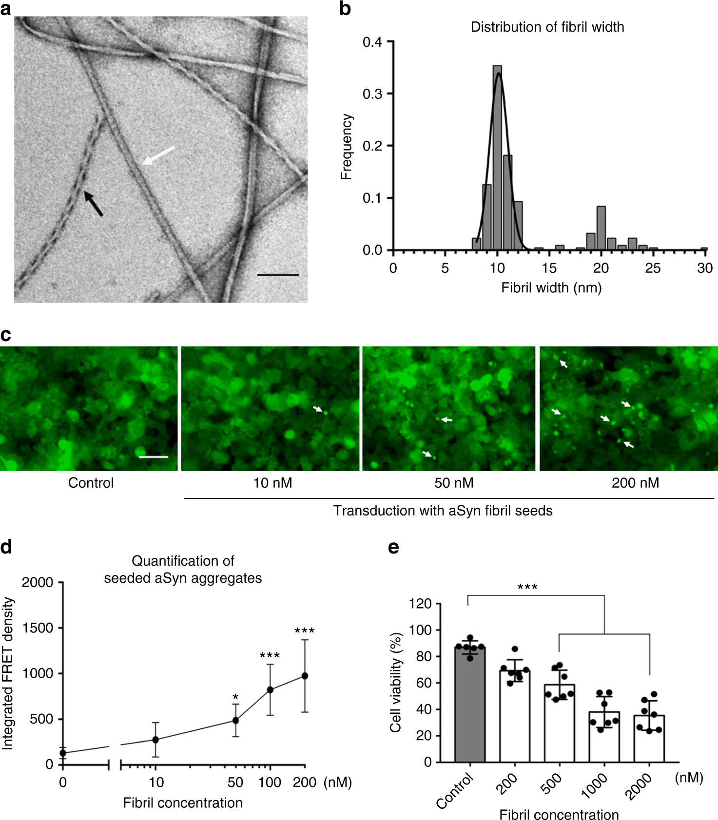 Cryo-EM of reveals fibril polymorphs with a common structural kernel Nature Communications