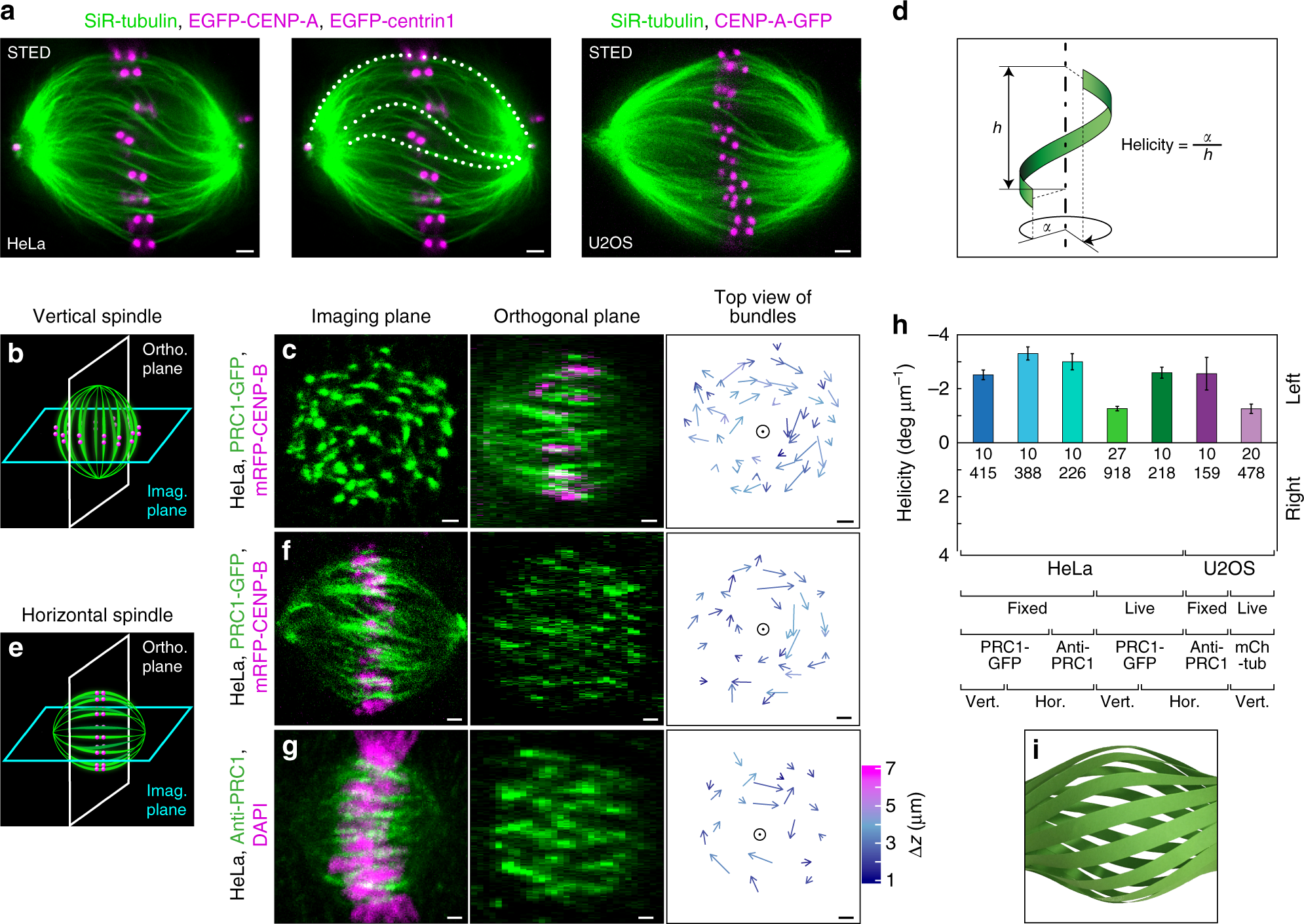 The mitotic spindle is chiral due to torques within microtubule bundles |  Nature Communications