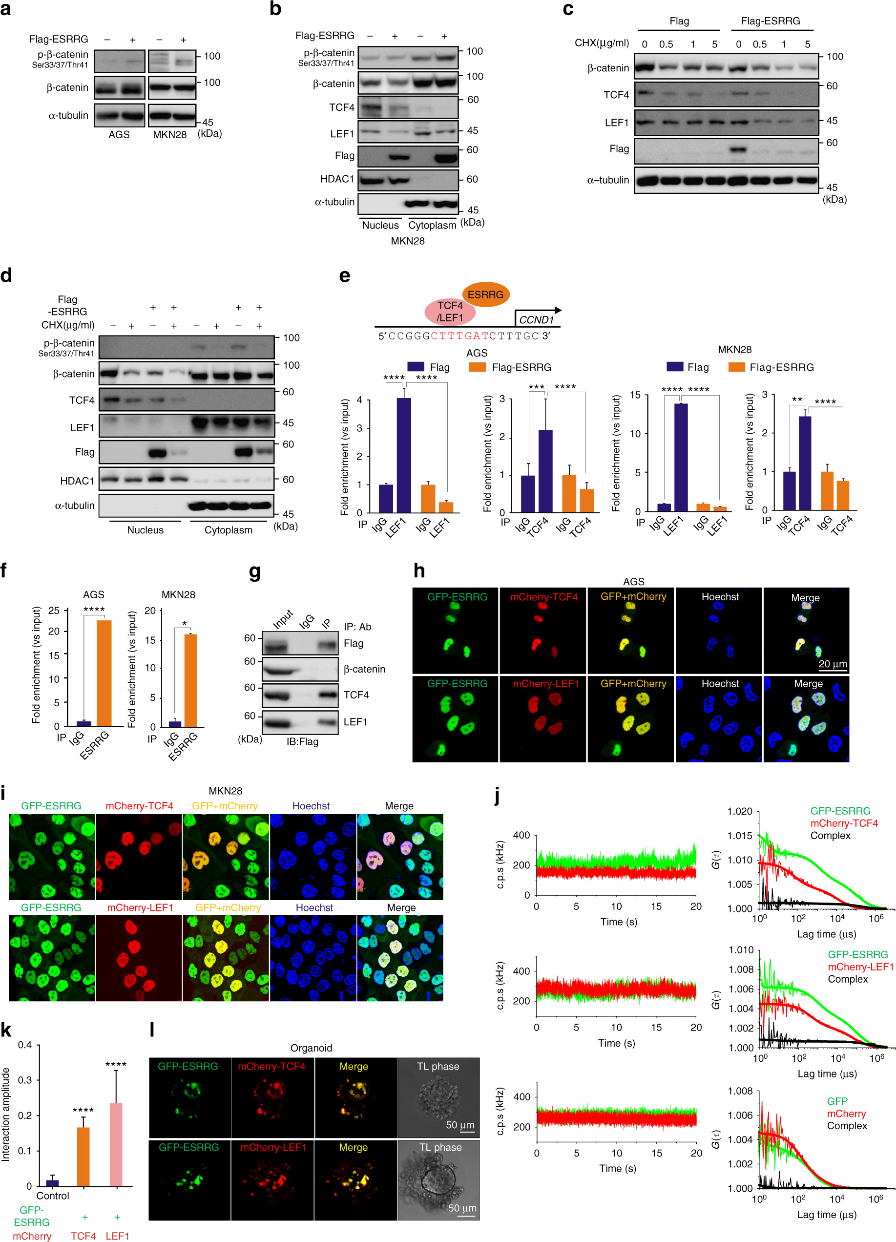 Asan Statement On Media Claims Linking >> Author Correction Estrogen Related Receptor Gamma Functions Asan Statement On Media Claims Linking >> Author Correction Estrogen Related Receptor Gamma Functions