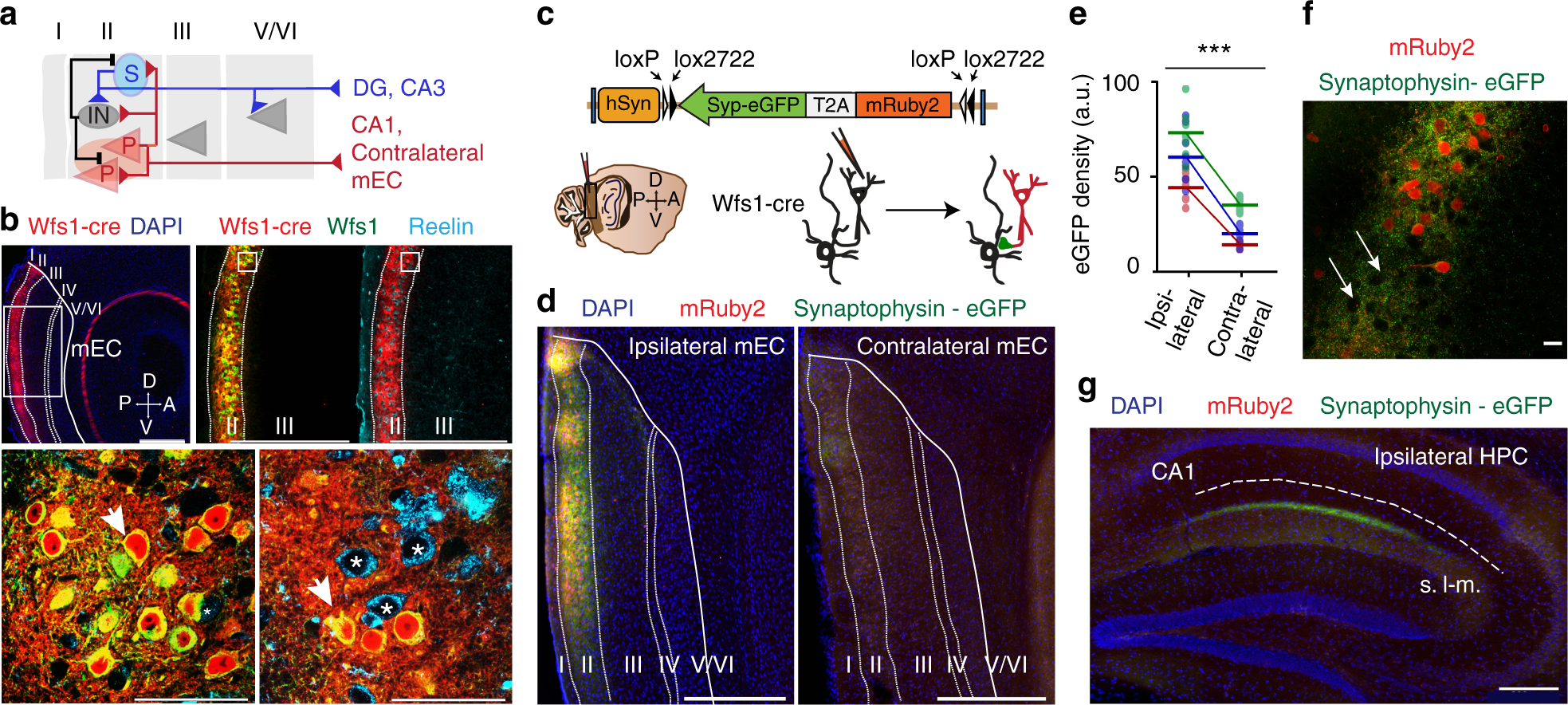 Recur Circuits Within Medial Entorhinal Cortex Superficial Recur Circuits Within Medial Entorhinal Cortex Superficial Layers Support Grid Cell Firing Nature Communications