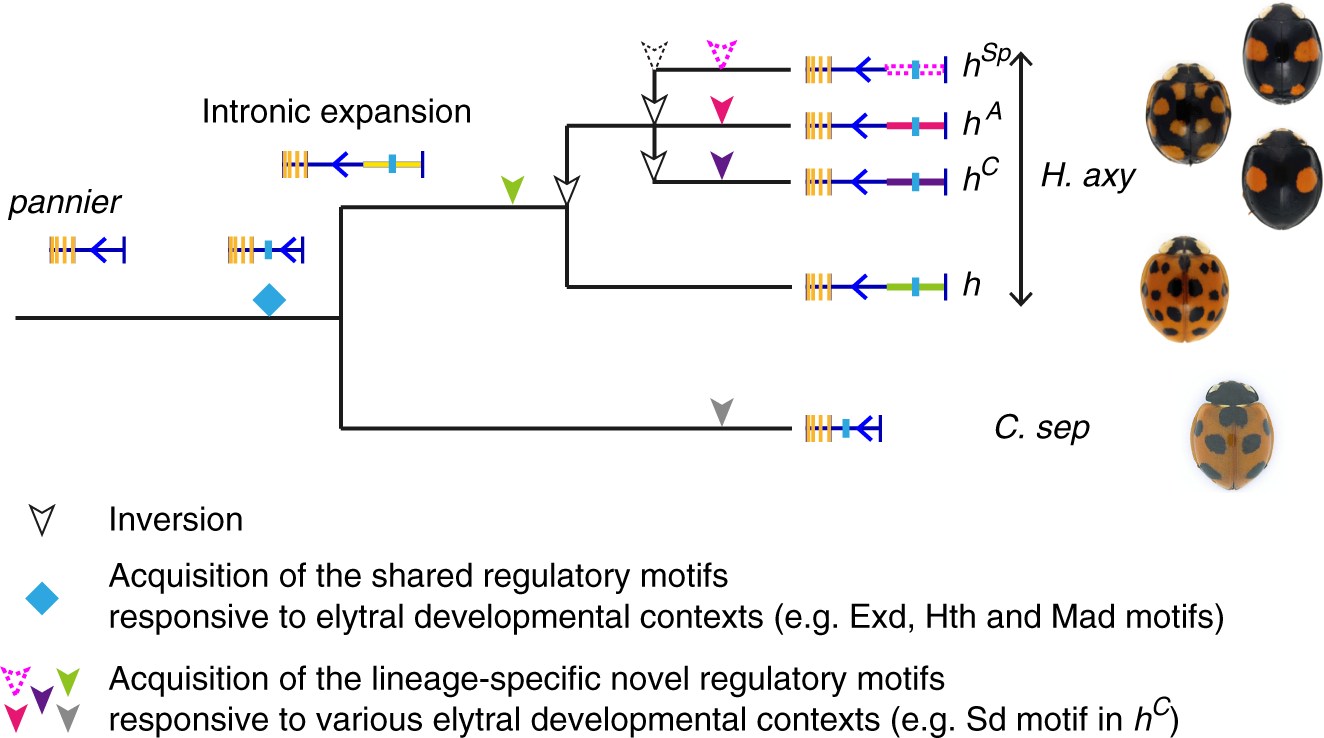 Fig. 6