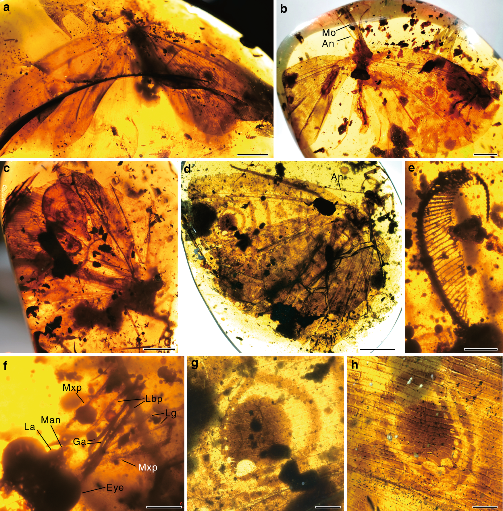 High niche diversity in Mesozoic pollinating lacewings