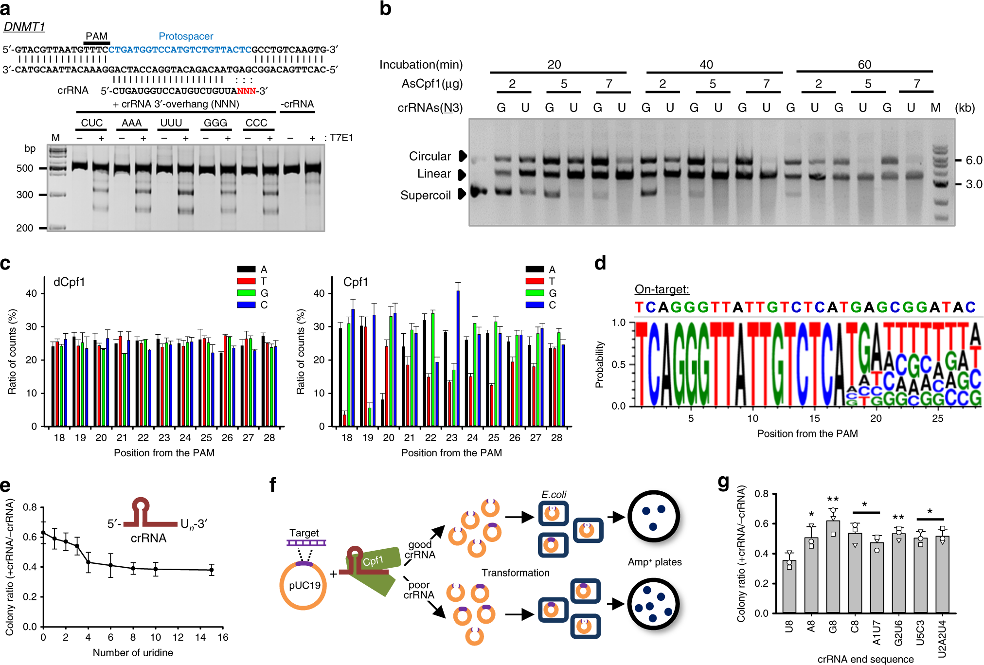 Highly Efficient Genome Editing By Crispr Cpf1 Using Crispr Rna With A Uridinylate Rich 3 Overhang Nature Communications Highly Efficient Genome Editing By Crispr Cpf1 Using Crispr Rna With A Uridinylate Rich 3 Overhang Nature Communications