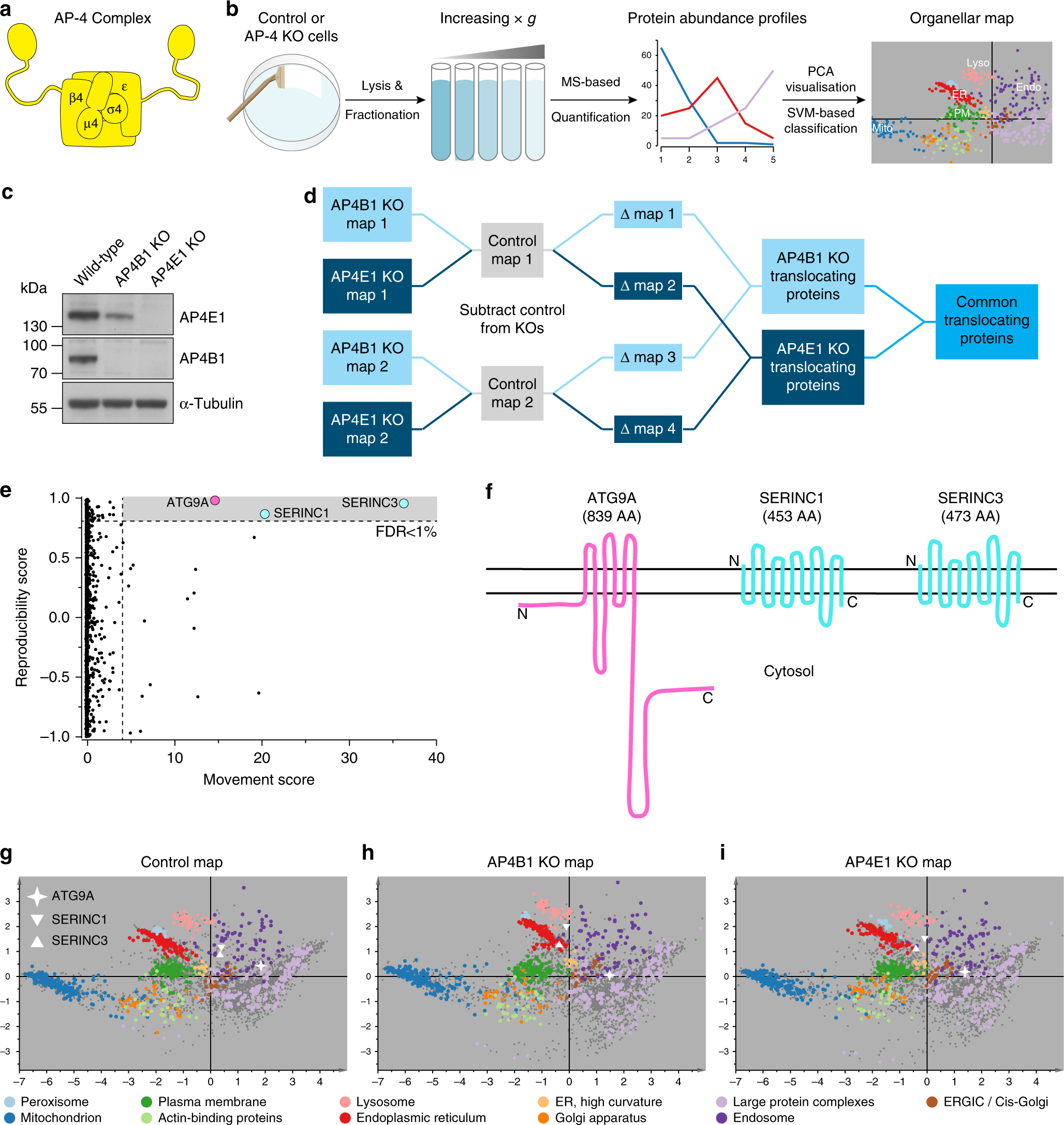 Nesca Presents Valued Approaches To >> Ap 4 Vesicles Contribute To Spatial Control Of Autophagy Via Rusc Nesca Presents Valued Approaches To >> Ap 4 Vesicles Contribute To Spatial Control Of Autophagy Via Rusc