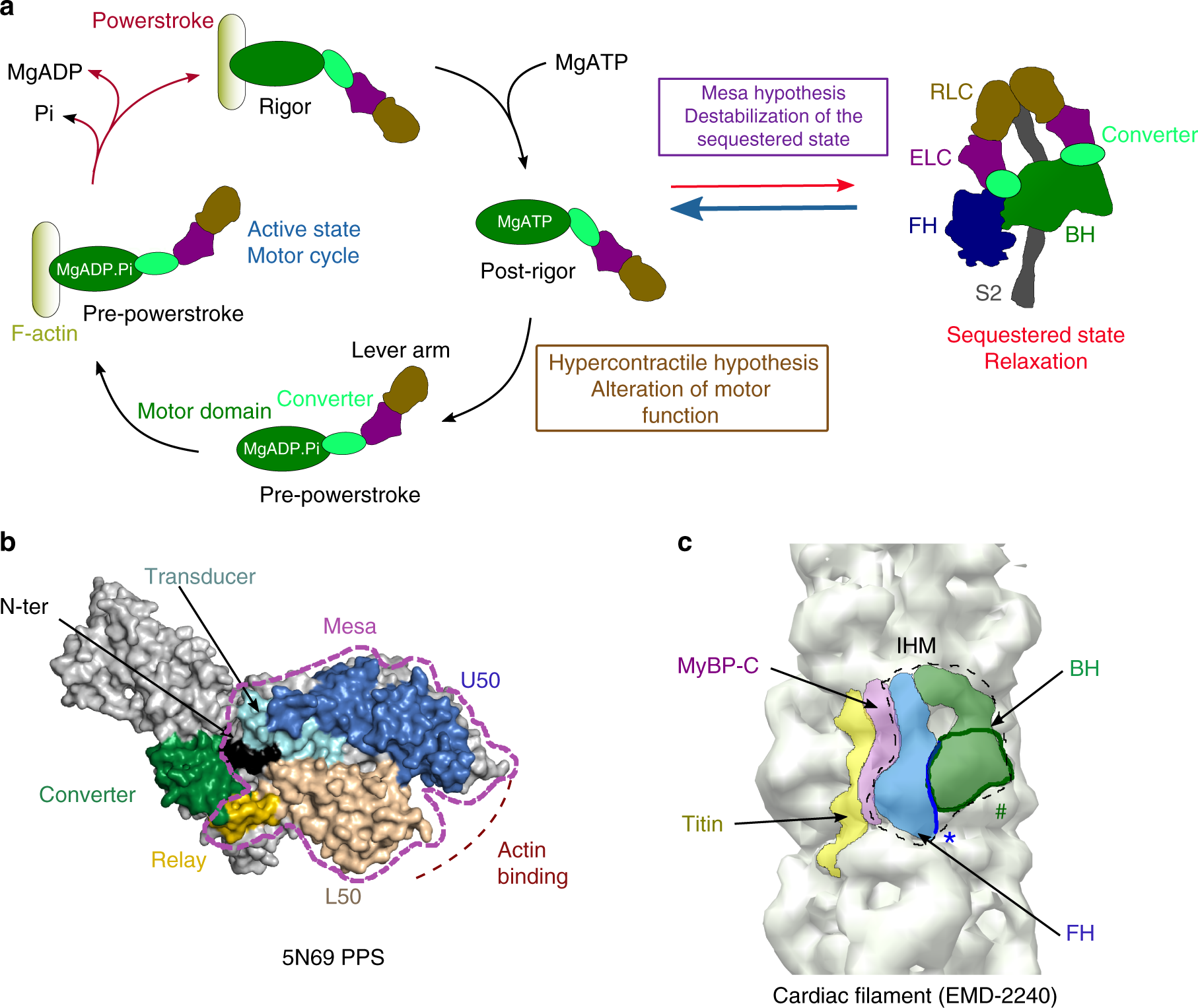 Hypertrophic cardiomyopathy disease results from disparate impairments of  cardiac myosin function and auto-inhibition | Nature Communications