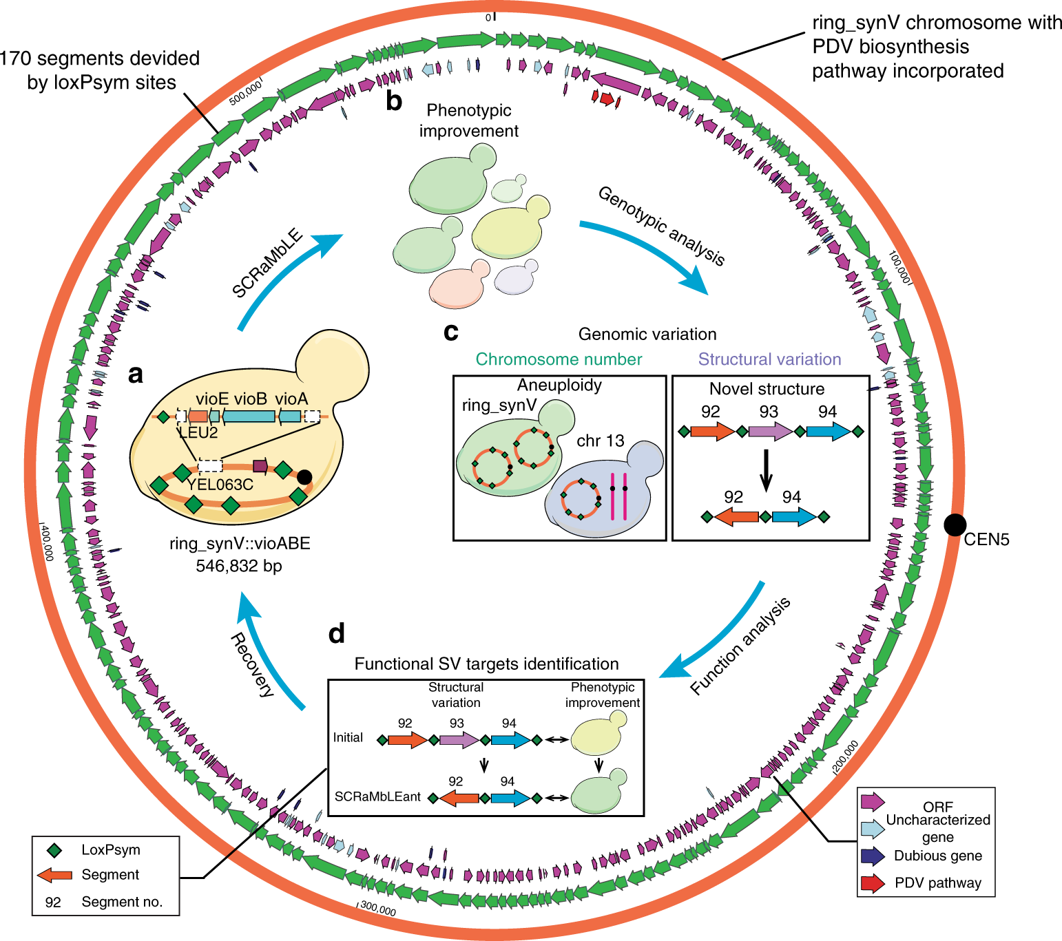 Molecular analysis of Drosophila melanogaster B chromosomes reveals their  origin, composition, and structure | bioRxiv