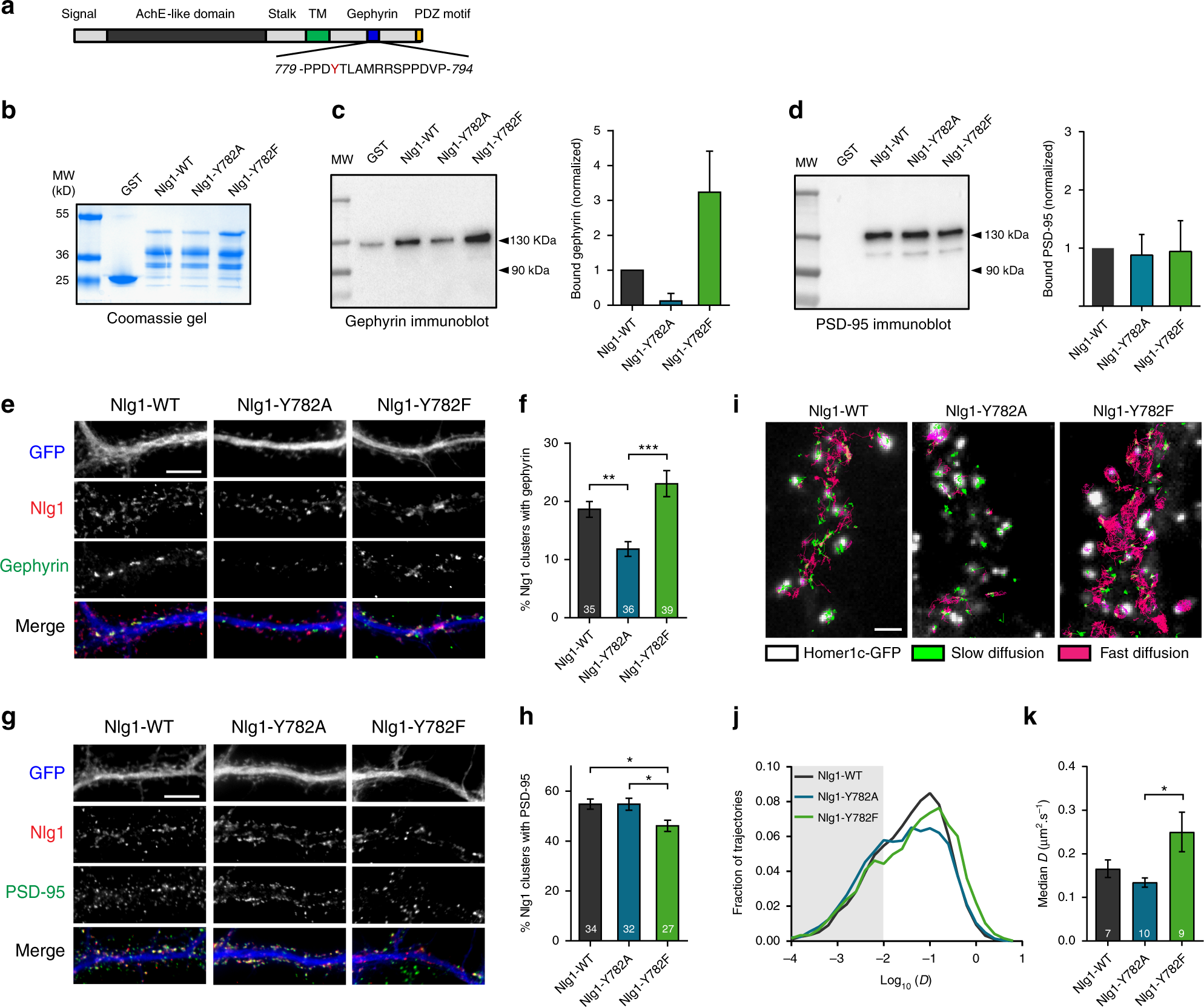 Neurexin-3 subsynaptic densities are spatially distinct from Neurexin-1 and  essential for excitatory synapse nanoscale organization in the hippocampus