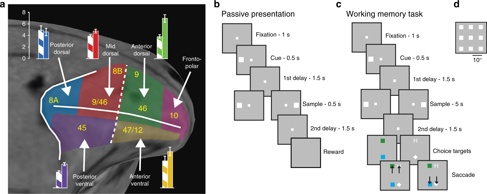 Anterior Posterior Gradient Of Plasticity In Primate Prefrontal Cortex Nature Communications Anterior Posterior Gradient Of Plasticity In Primate Prefrontal Cortex Nature Communications