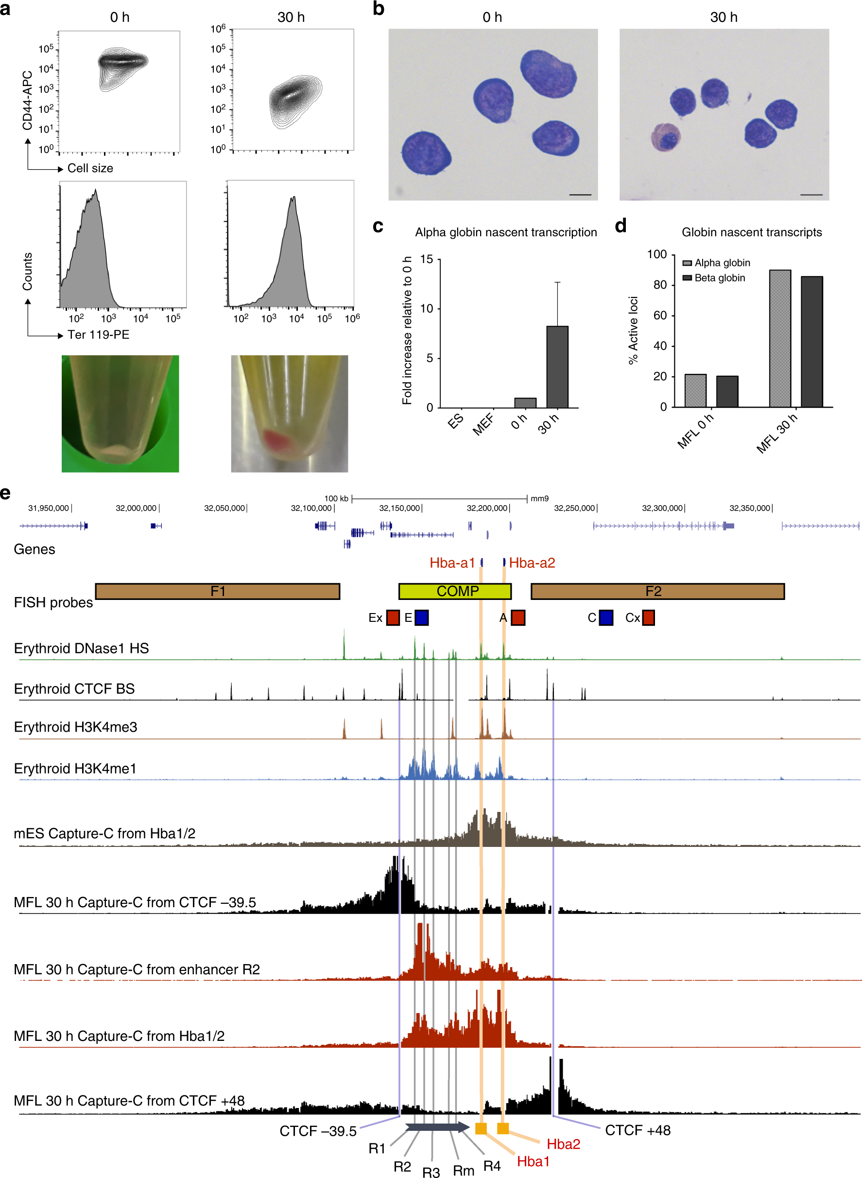 A Tissue Specific Self Interacting Chromatin Domain Forms