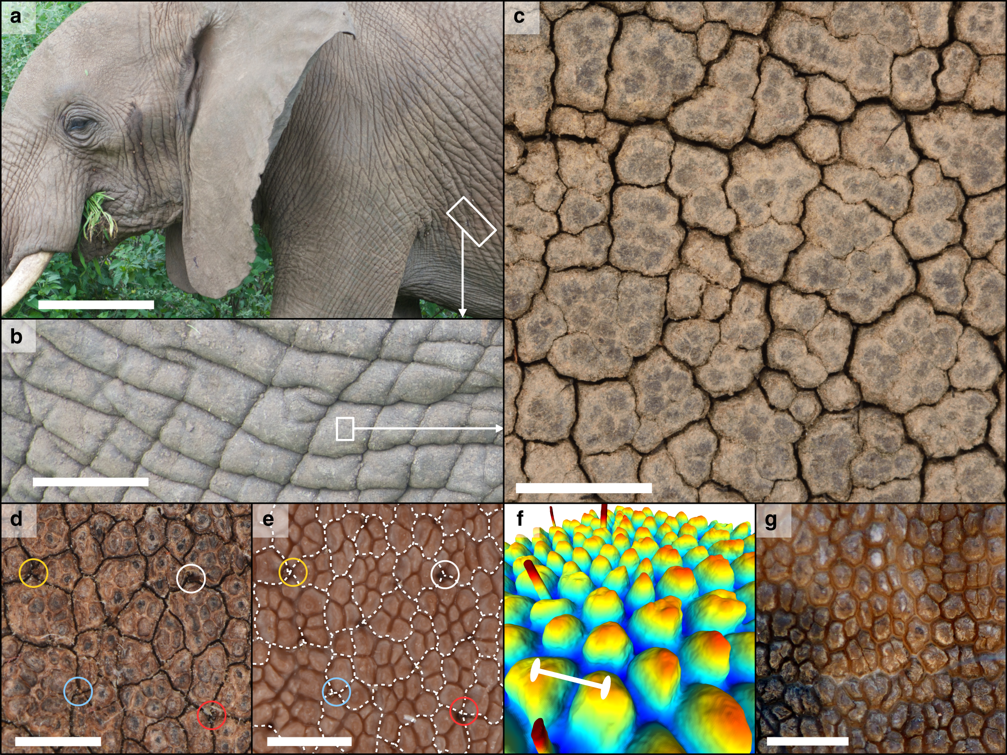 Locally-curved geometry generates bending cracks in the African elephant  skin | Nature Communications