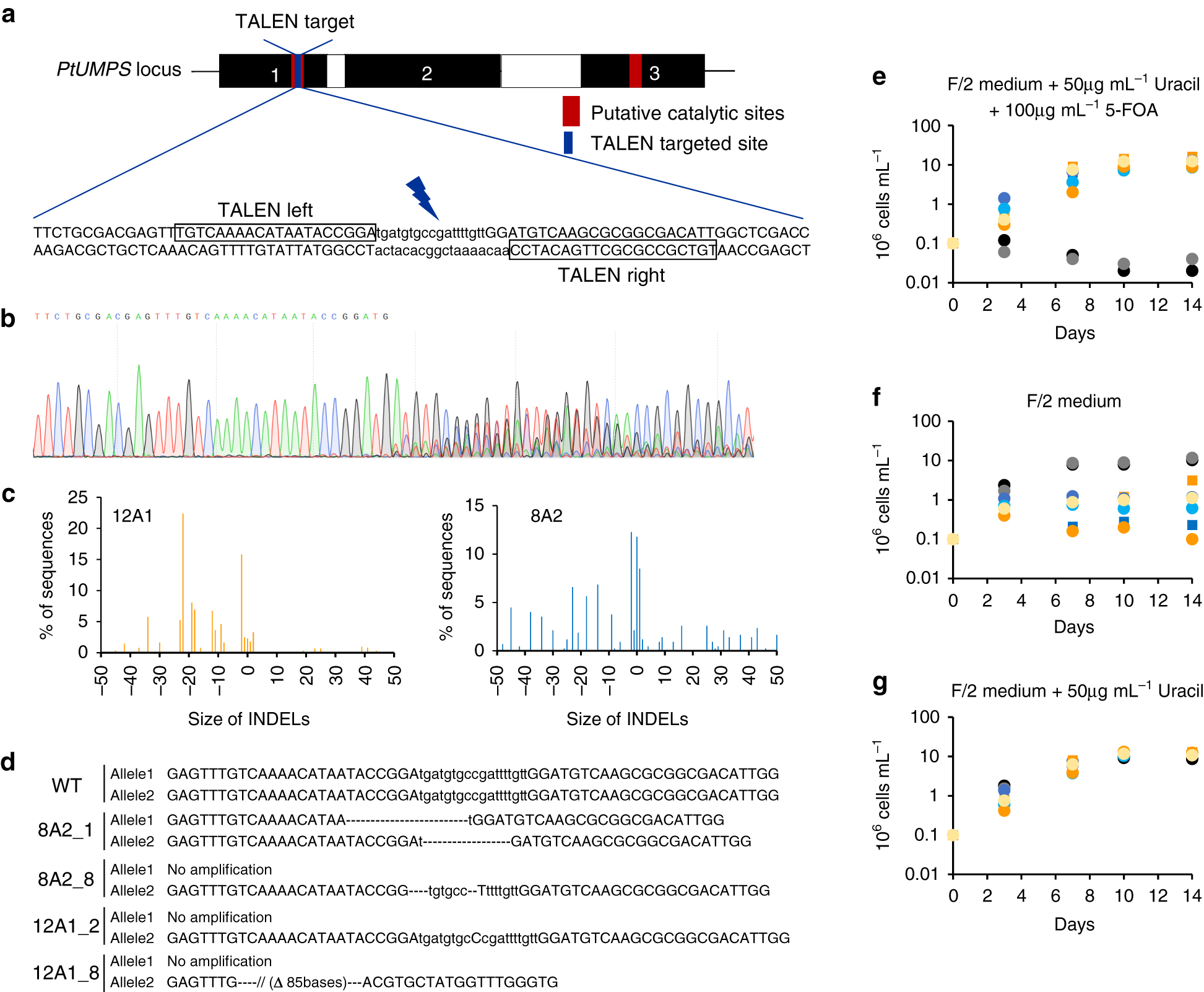 One Step Generation Of Multiple Gene Knock Outs In The