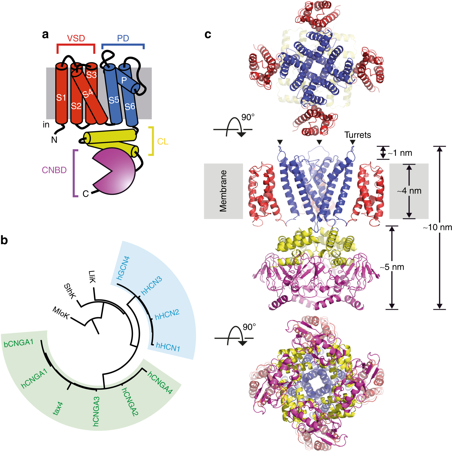 An Iris Diaphragm Mechanism To Gate A Cyclic Nucleotide - 