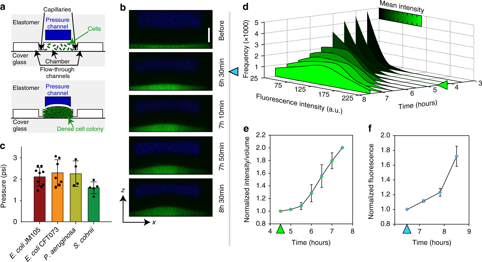 Self Induced Mechanical Stress Can Trigger Biofilm Formation In Uropathogenic Escherichia Coli Nature Communications Self Induced Mechanical Stress Can Trigger Biofilm Formation In Uropathogenic Escherichia Coli Nature Communications