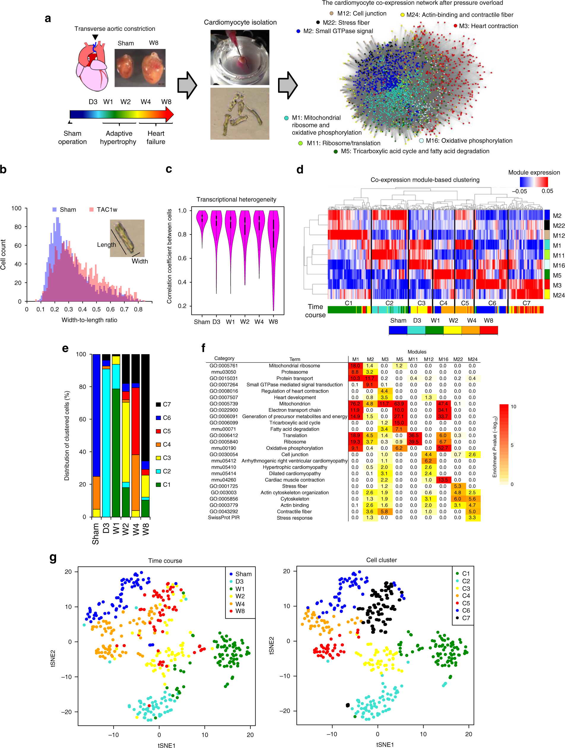 Cardiomyocyte gene programs encoding morphological and functional  signatures in cardiac hypertrophy and failure | Nature Communications