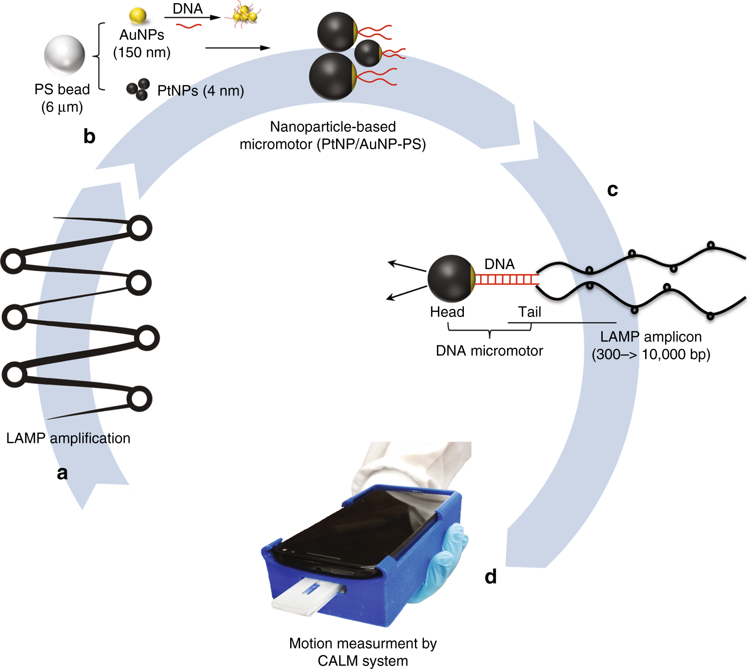 Dna Engineered Micromotors Powered By Metal Nanoparticles