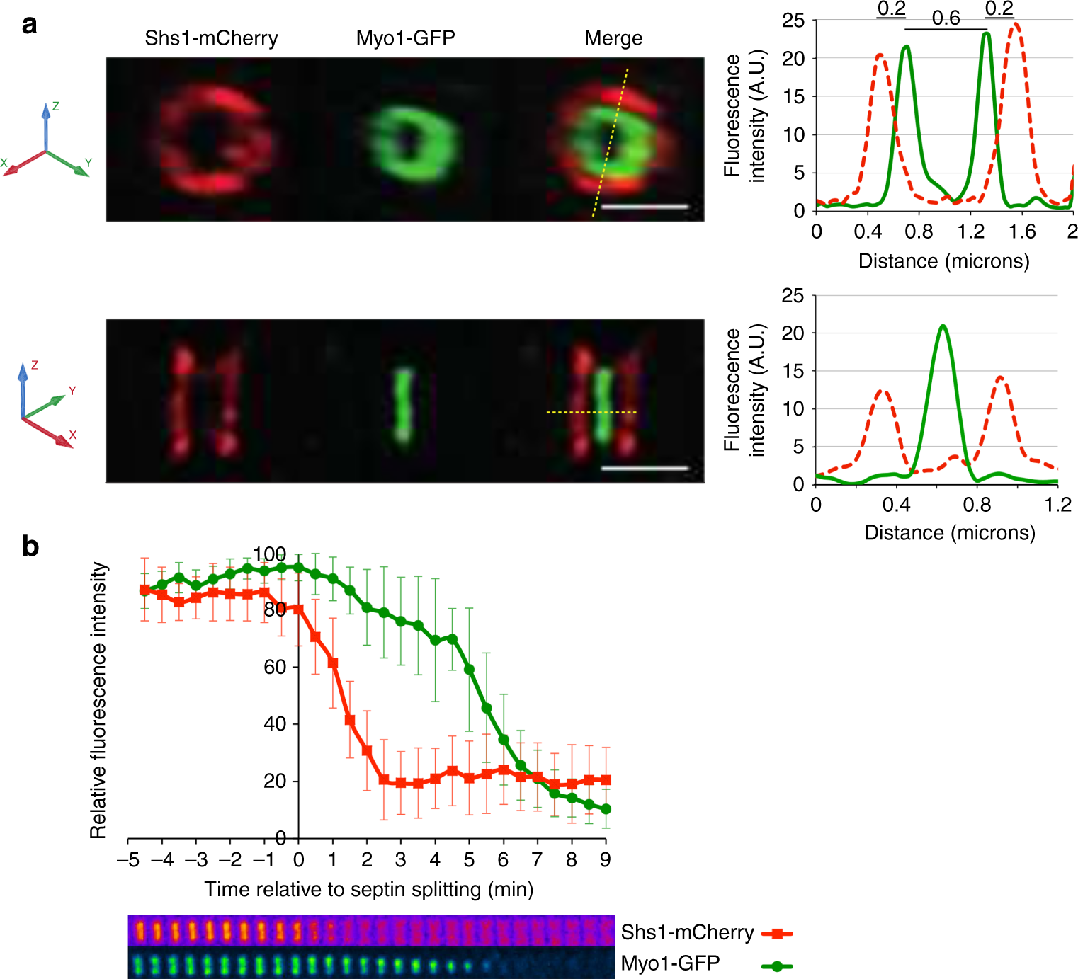 lanthaan twintig bovenstaand Recruitment of the mitotic exit network to yeast centrosomes couples septin displacement to actomyosin constriction | Nature Communications lanthaan twintig bovenstaand Recruitment of the mitotic exit network to yeast centrosomes couples septin displacement to actomyosin constriction | Nature Communications