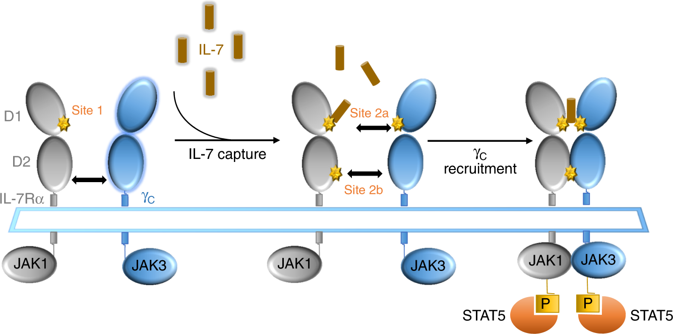 IL 7 Receptor Blockade Blunts Antigen Specific Memory T Cell