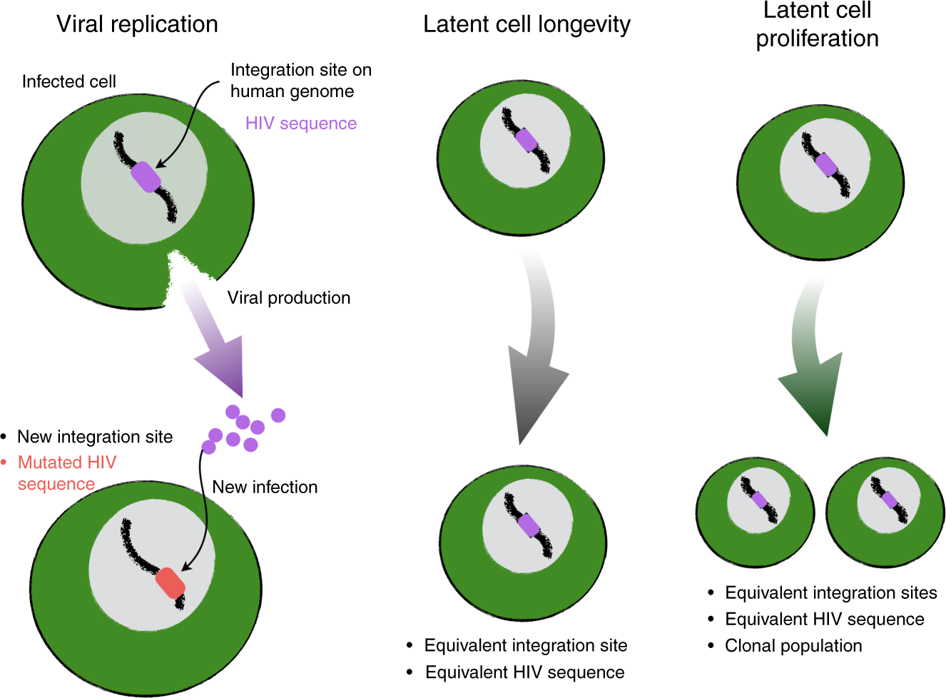 A majority of HIV persistence during antiretroviral therapy is due to  infected cell proliferation | Nature Communications