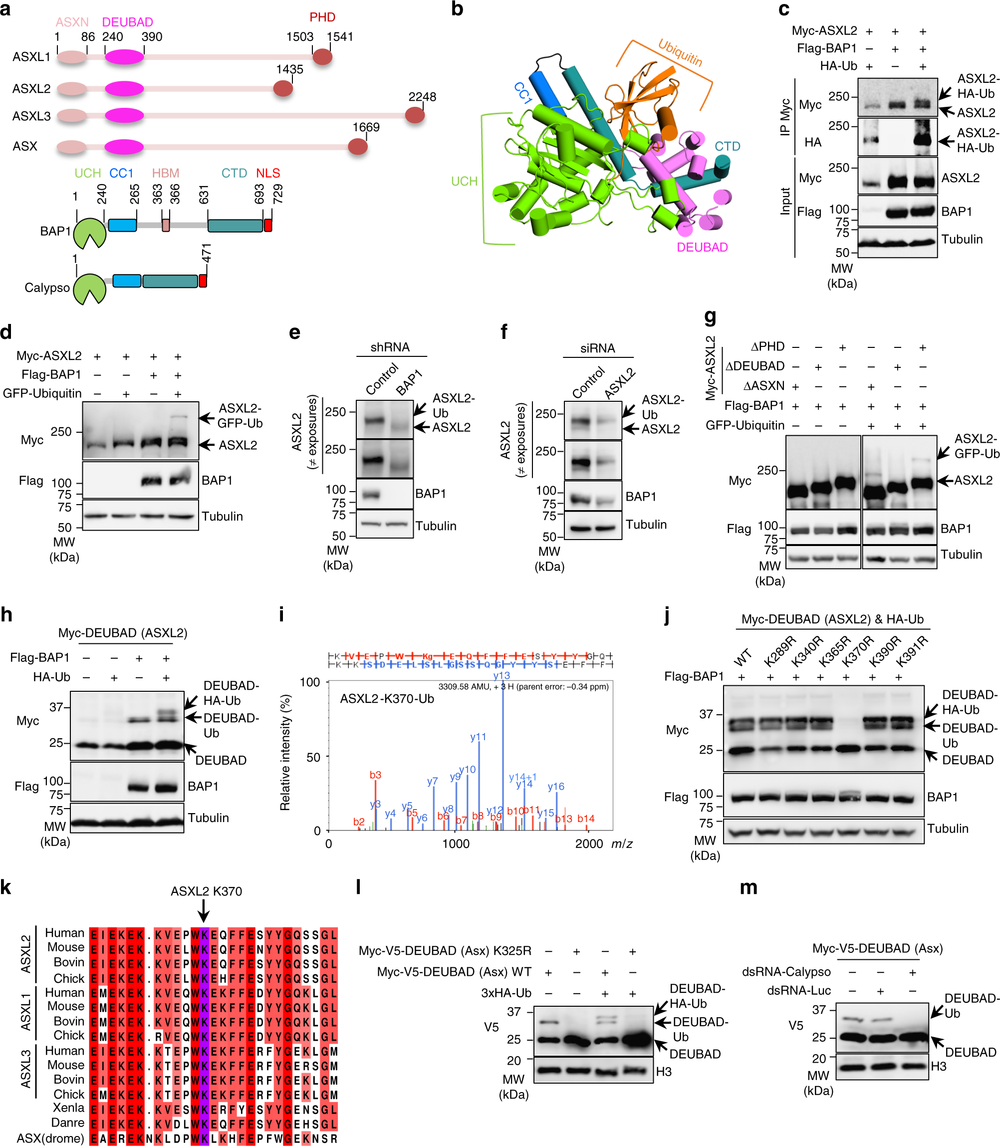 SUMO-2/3 siRNA (h), shRNA and Lentiviral Particle Gene Silencers