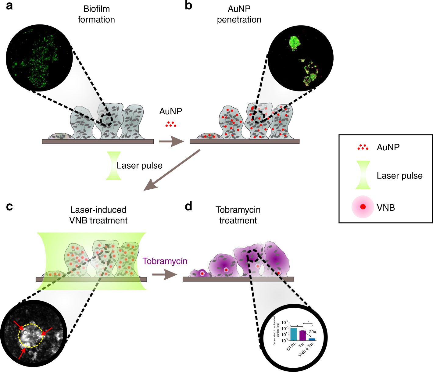 laser induced vapour nanobubbles