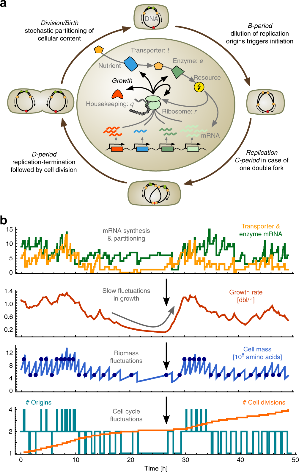 Sources, propagation and consequences of stochasticity in cellular growth |  Nature Communications