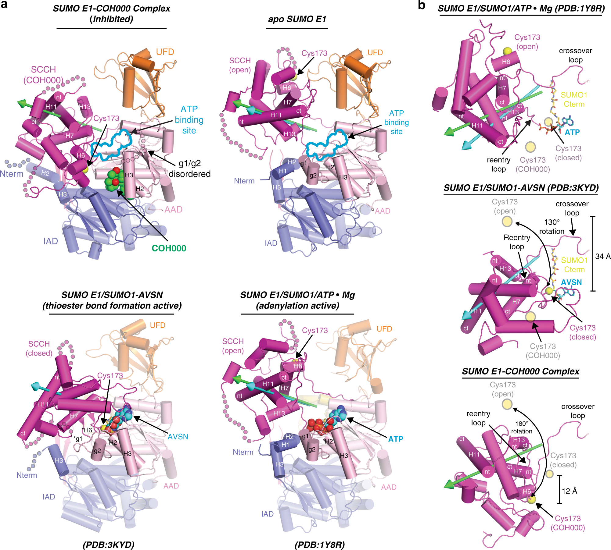 Kænguru Samme kimplante Molecular mechanism of a covalent allosteric inhibitor of SUMO E1  activating enzyme | Nature Communications