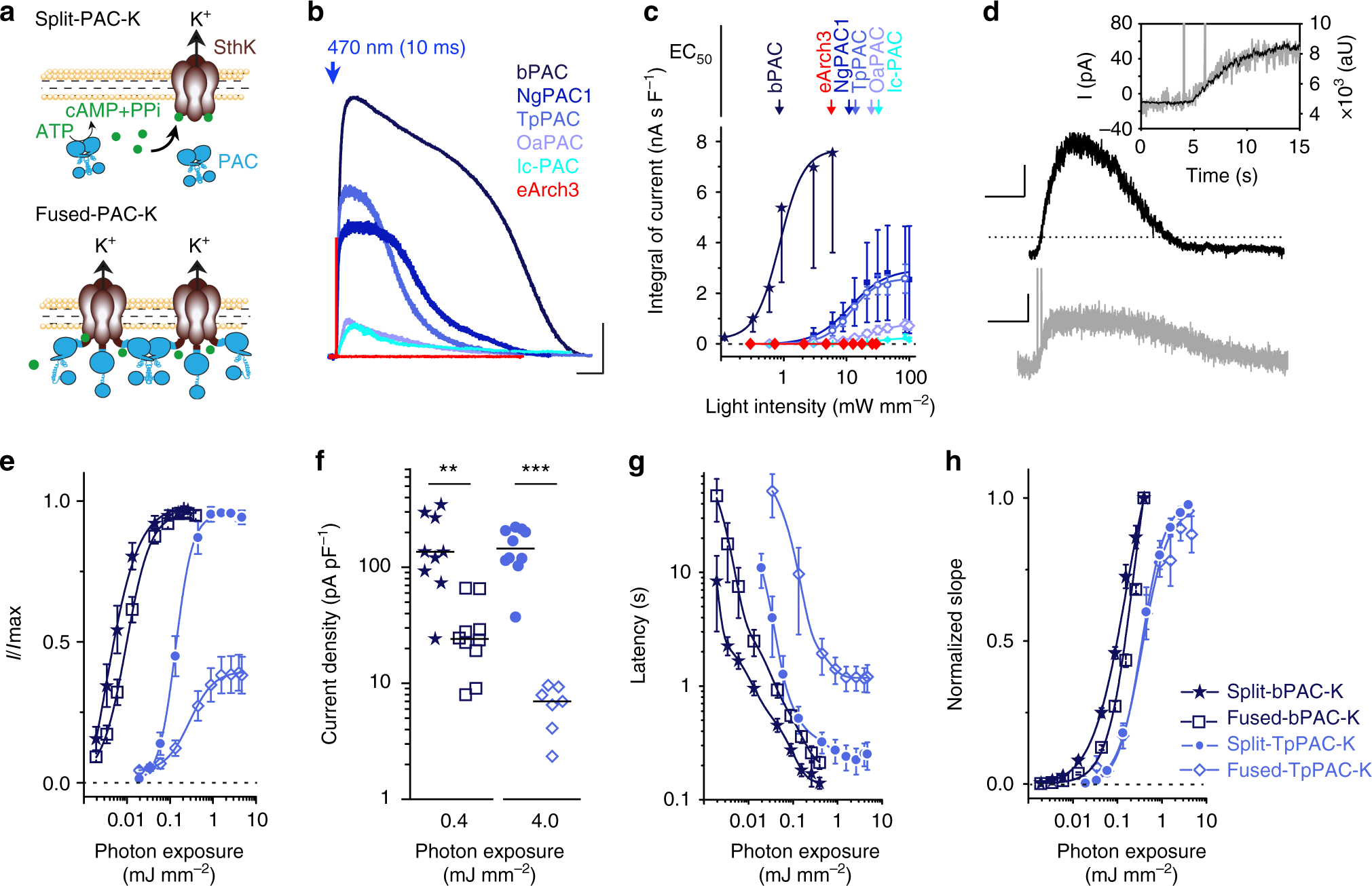Potassium Channel Based Optogenetic Silencing Nature Communications Potassium Channel Based Optogenetic Silencing Nature Communications