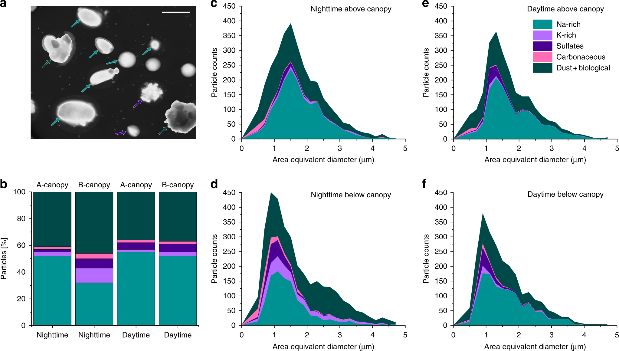 Fungal spores as a source of sodium salt particles in the Amazon basin |  Nature Communications