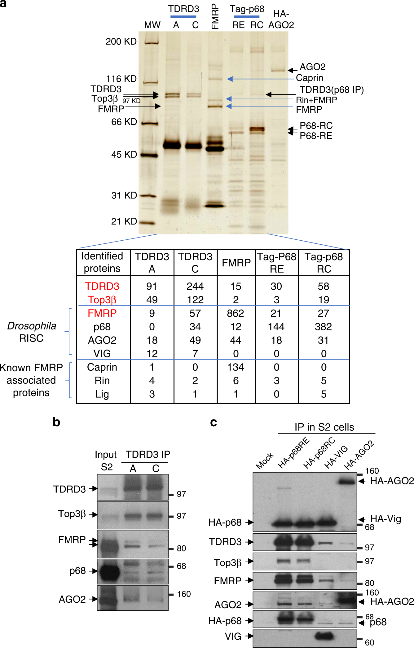 Topoisomerase 3b Interacts With Rnai Machinery To Promote