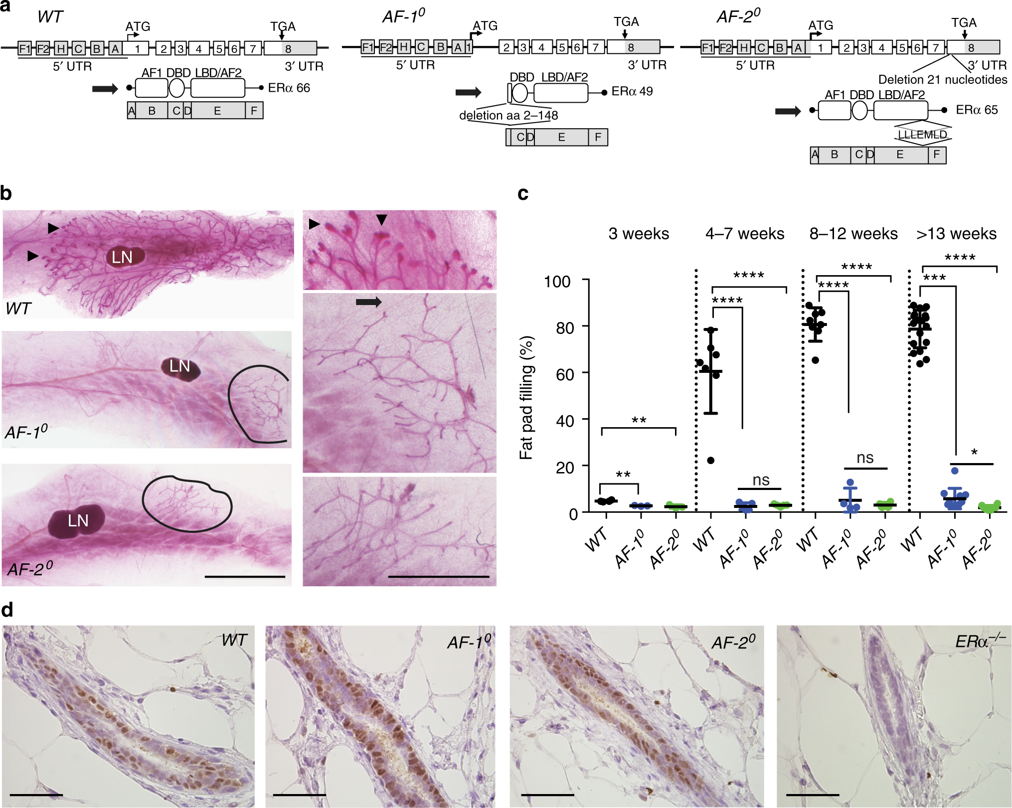 Oestrogen receptor α AF-1 and AF-2 domains have cell population-specific  functions in the mammary epithelium | Nature Communications, image size:2030x1621