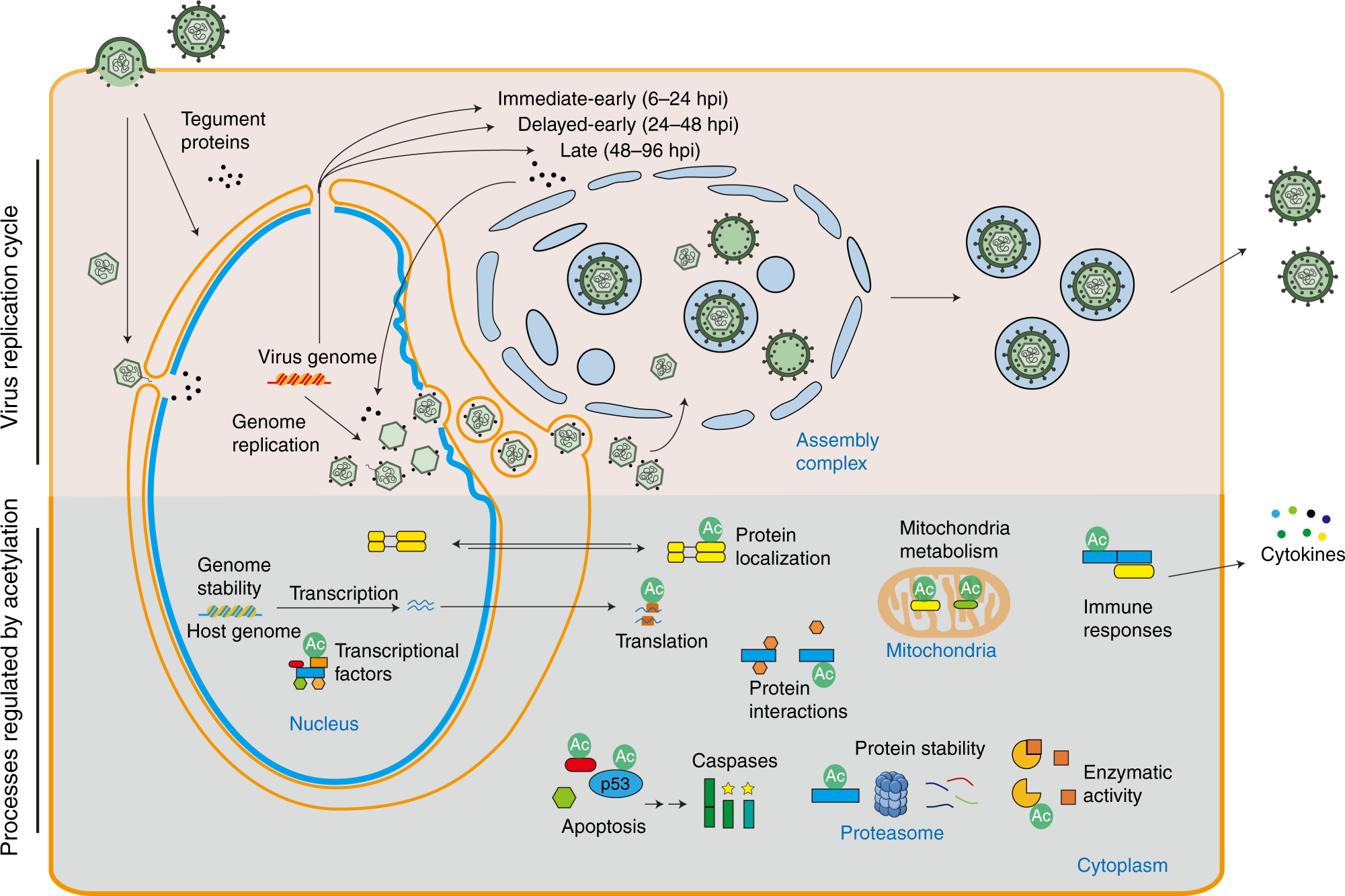 Orchestration of protein acetylation as a toggle for cellular defense and  virus replication | Nature Communications