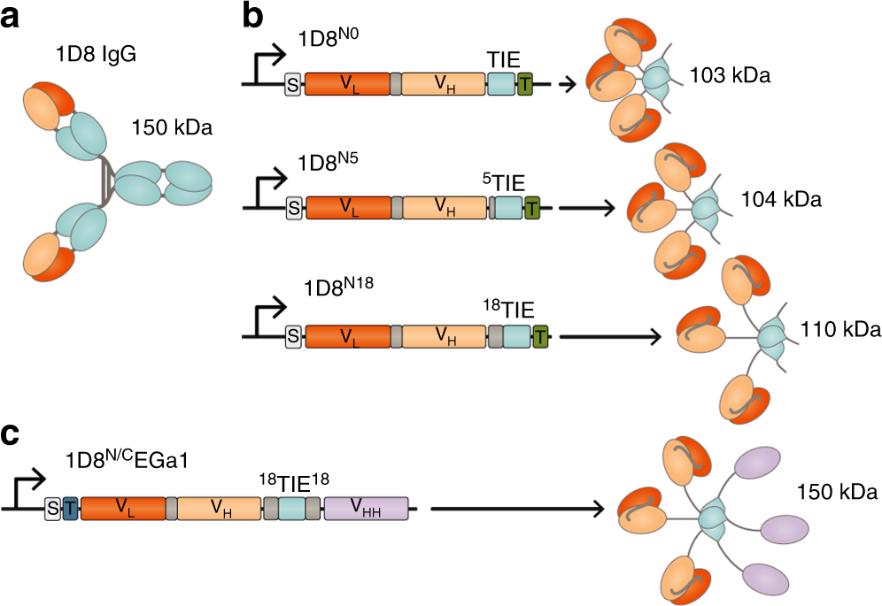 A Tumor Targeted Trimeric 4 1bb Agonistic Antibody Induces Potent Anti Tumor Immunity Without Systemic Toxicity Nature Communications