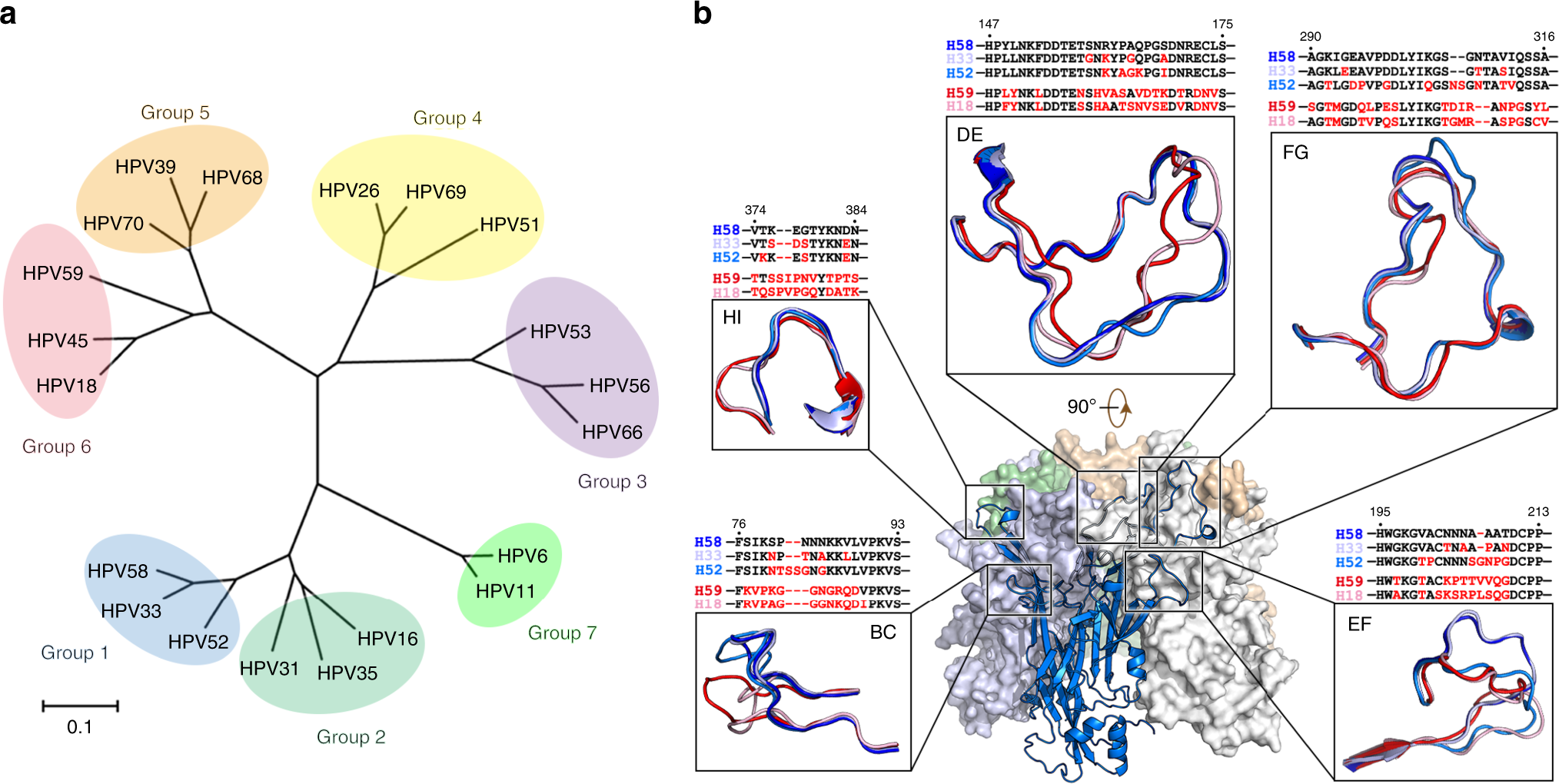 r human papillomavirus