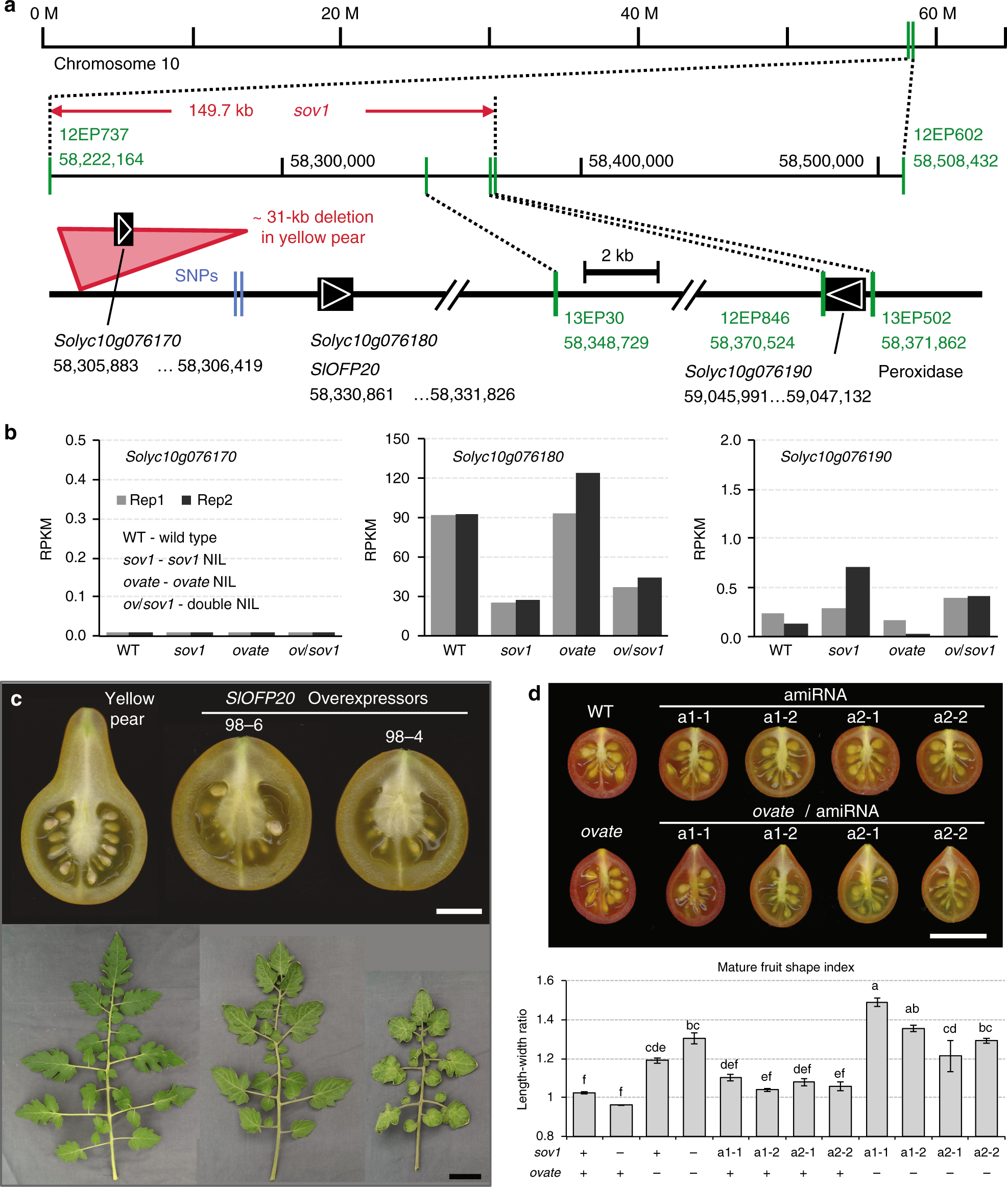 A common genetic mechanism underlies morphological diversity in fruits and  other plant organs | Nature Communications