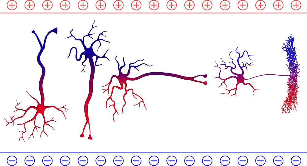 Current flow during tACS. When current is applied sinusoidally, the