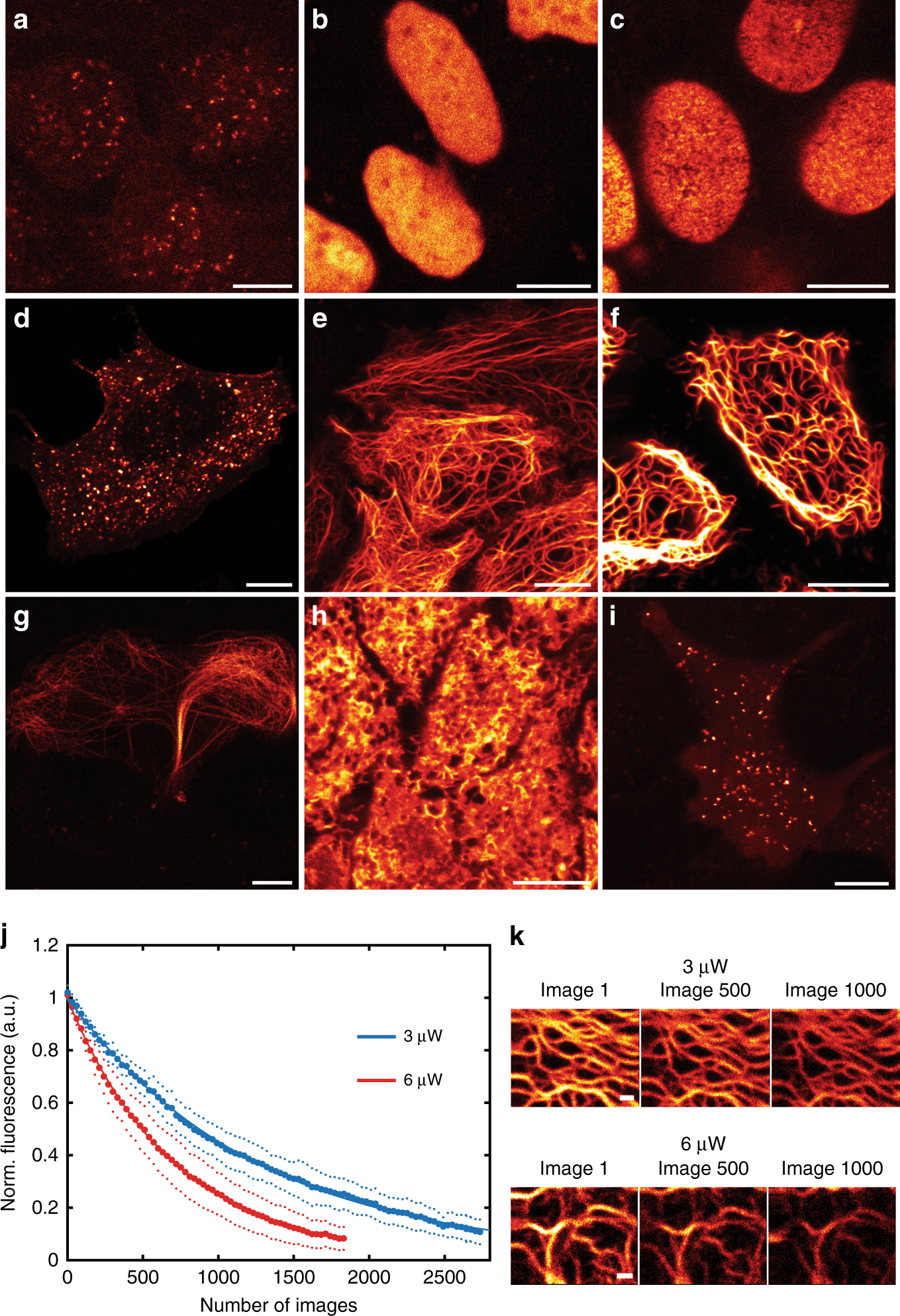 Near Infrared Sted Nanoscopy With An Engineered Bacterial