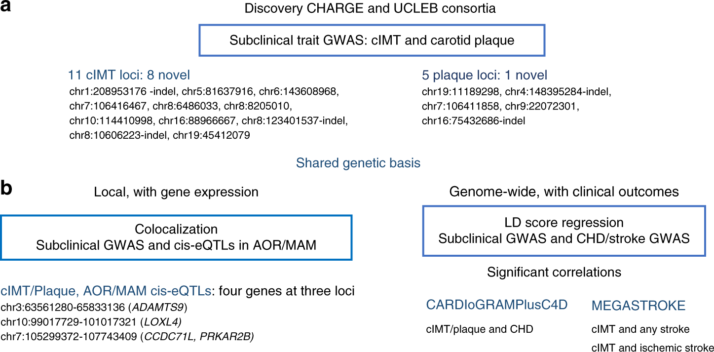 GWAS and colocalization analyses implicate carotid intima-media thickness and carotid plaque loci in cardiovascular outcomes Nature Communications