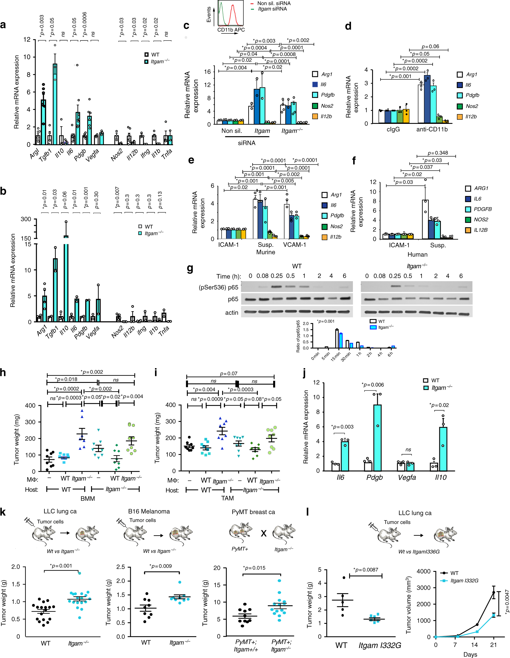 Integrin CD11b activation drives anti-tumor innate immunity | Nature  Communications