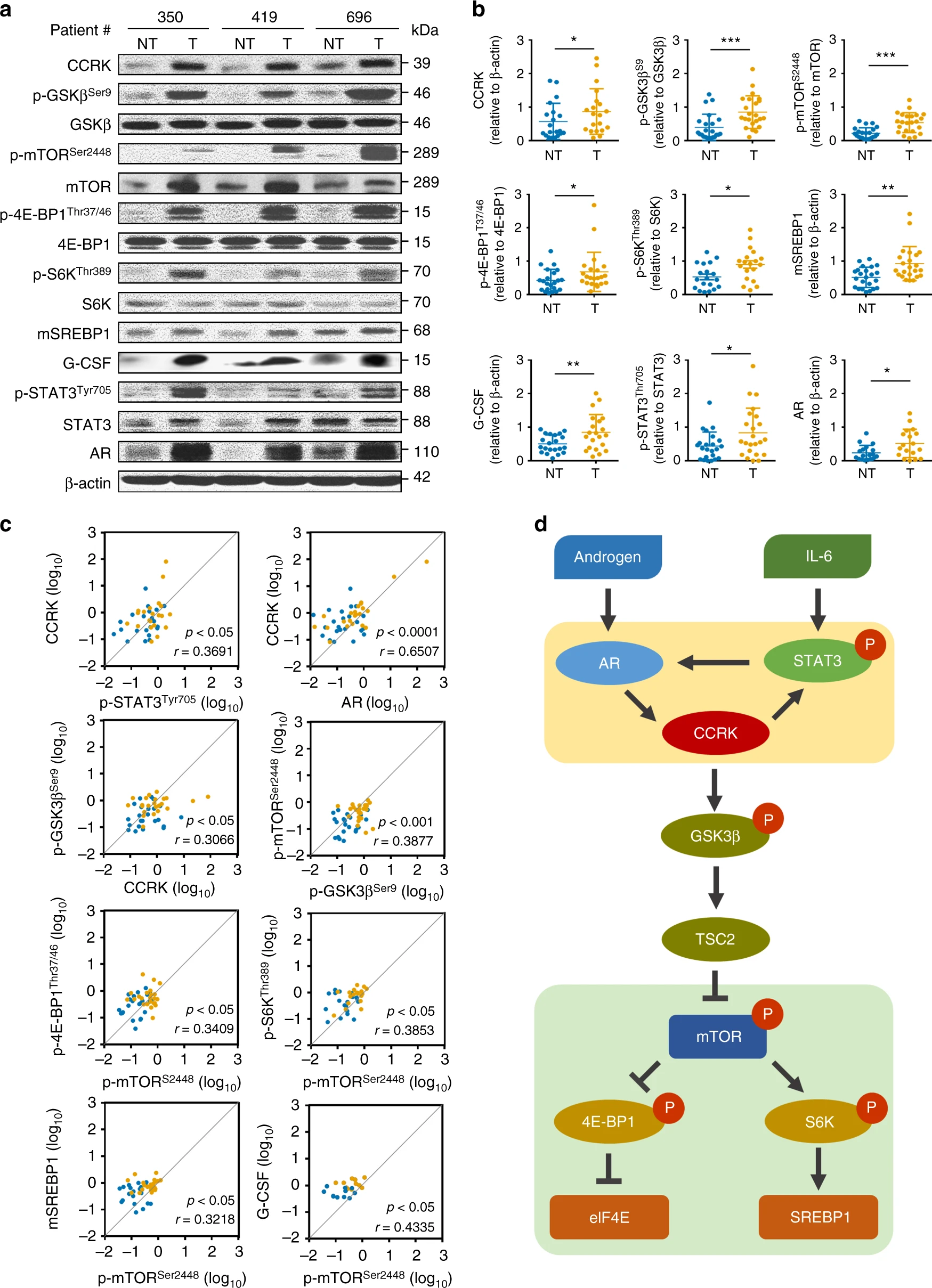 An inflammatory-CCRK circuitry drives mTORC1-dependent metabolic and immunosuppressive reprogramming in obesity-associated hepatocellular carcinoma