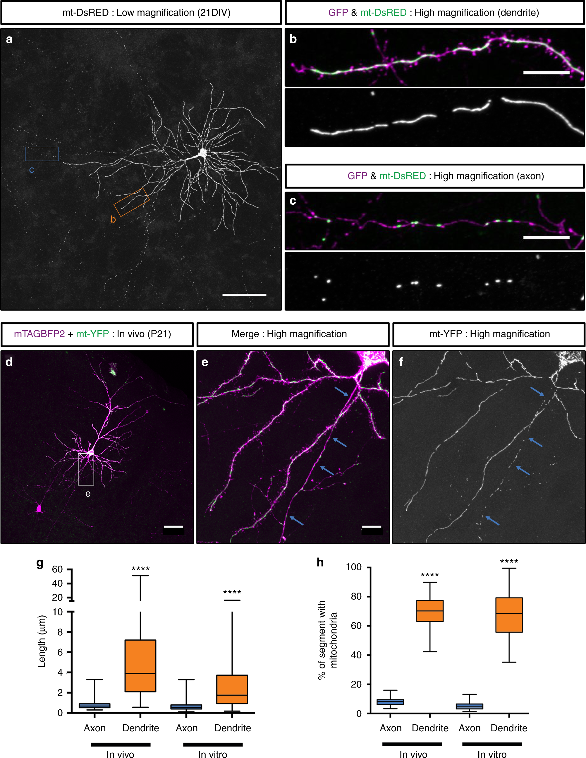 Mff Dependent Mitochondrial Fission Regulates Presynaptic