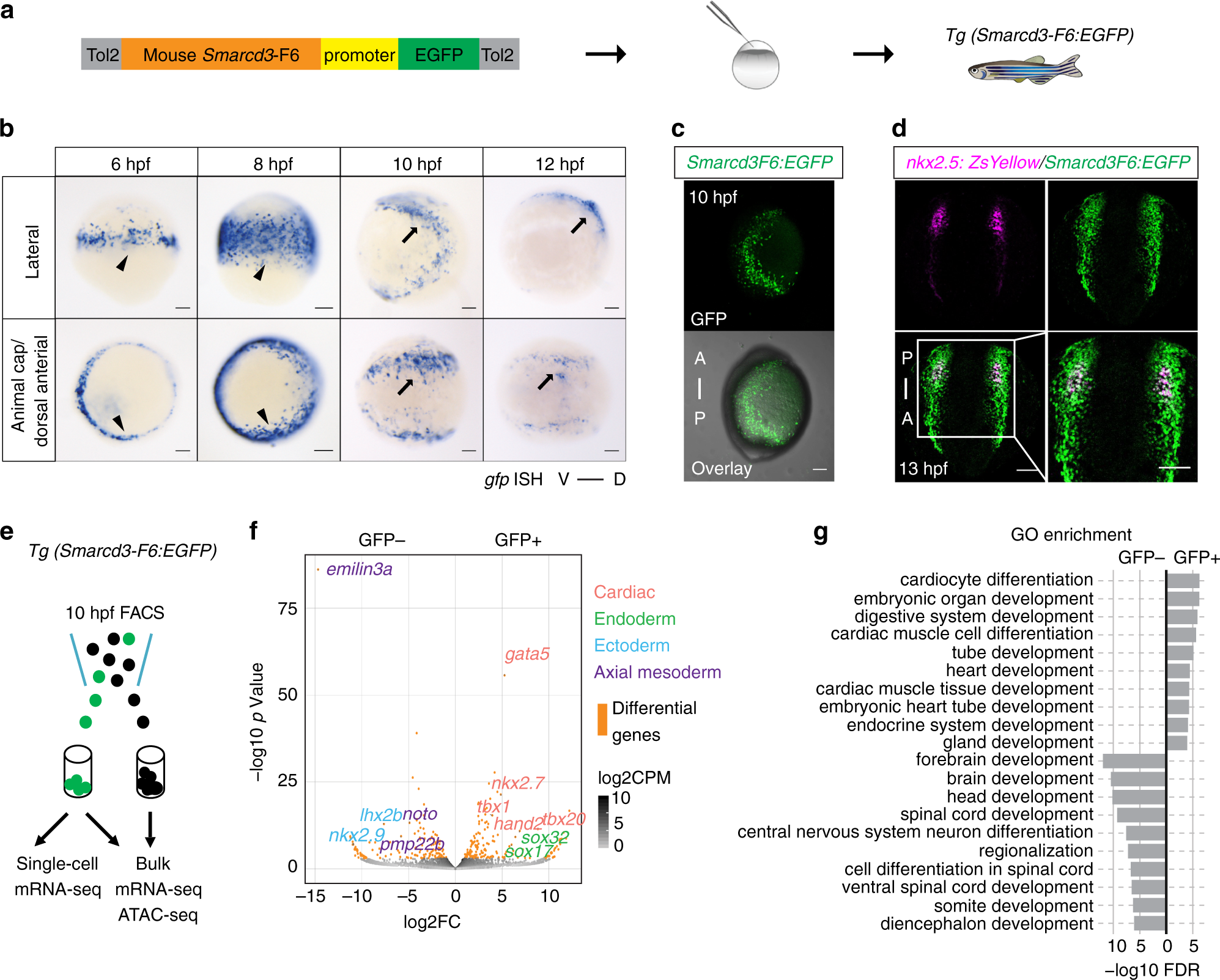 Heart Enhancers With Deeply Conserved Regulatory Activity