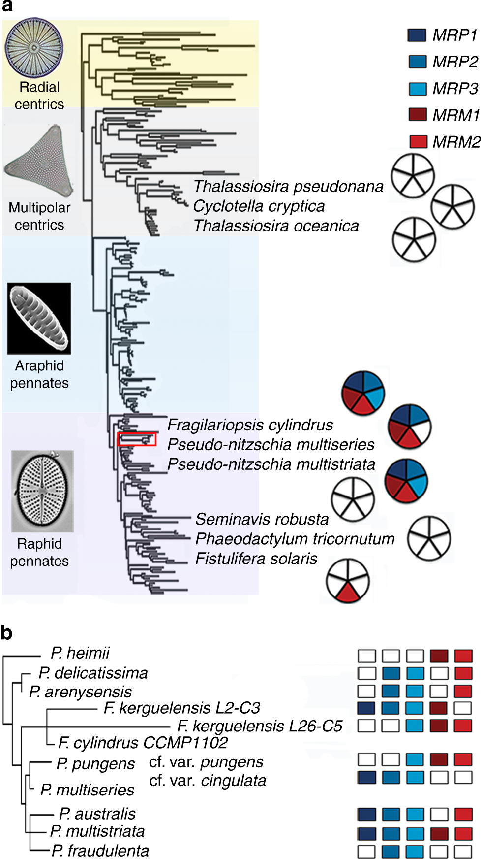 Mrp3 Is A Sex Determining Gene In The Diatom Pseudo Nitzschia Multistriata Nature Communications Mrp3 Is A Sex Determining Gene In The Diatom Pseudo Nitzschia Multistriata Nature Communications