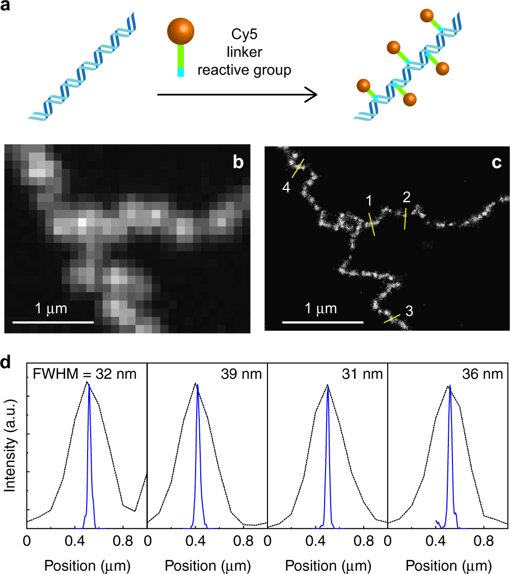 Rubinstein, Colby - Polymer Physics